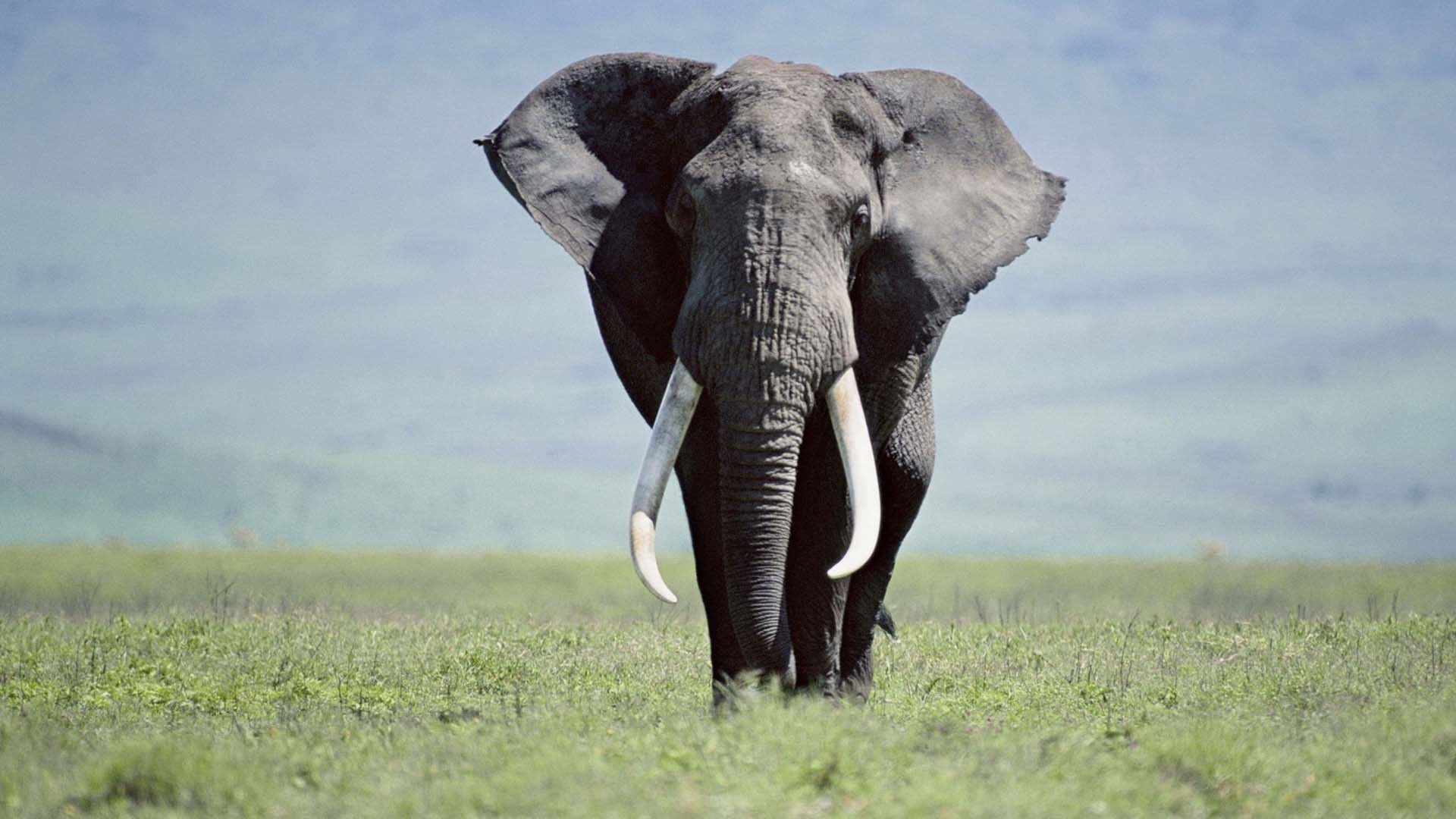 Wallpaper #sHfNJ5MB-pgBXx60h6cK391 Elephant Pictures