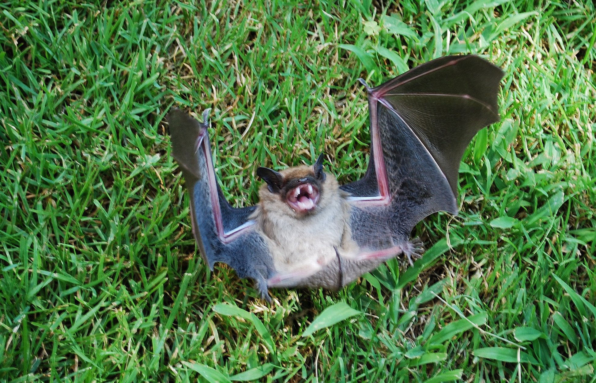 Wallpaper #r3KDMpMBX2lk1u3ogFrF156 Pictures of Vampire Bat