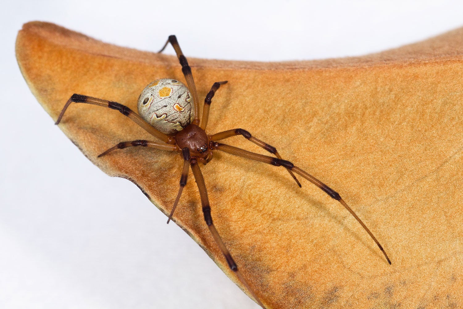Wallpaper #HGcYCpMBSpphPi3-btPW296 Brown Widow Spider Center for Invasive Species Research