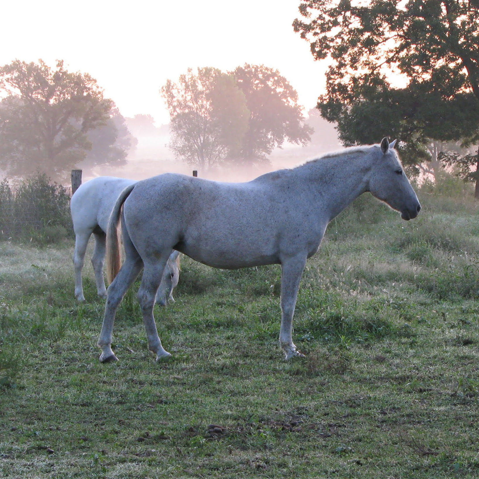 Wallpaper #ovBcgJcBi4JM6agGYCEx23 Grey Horse