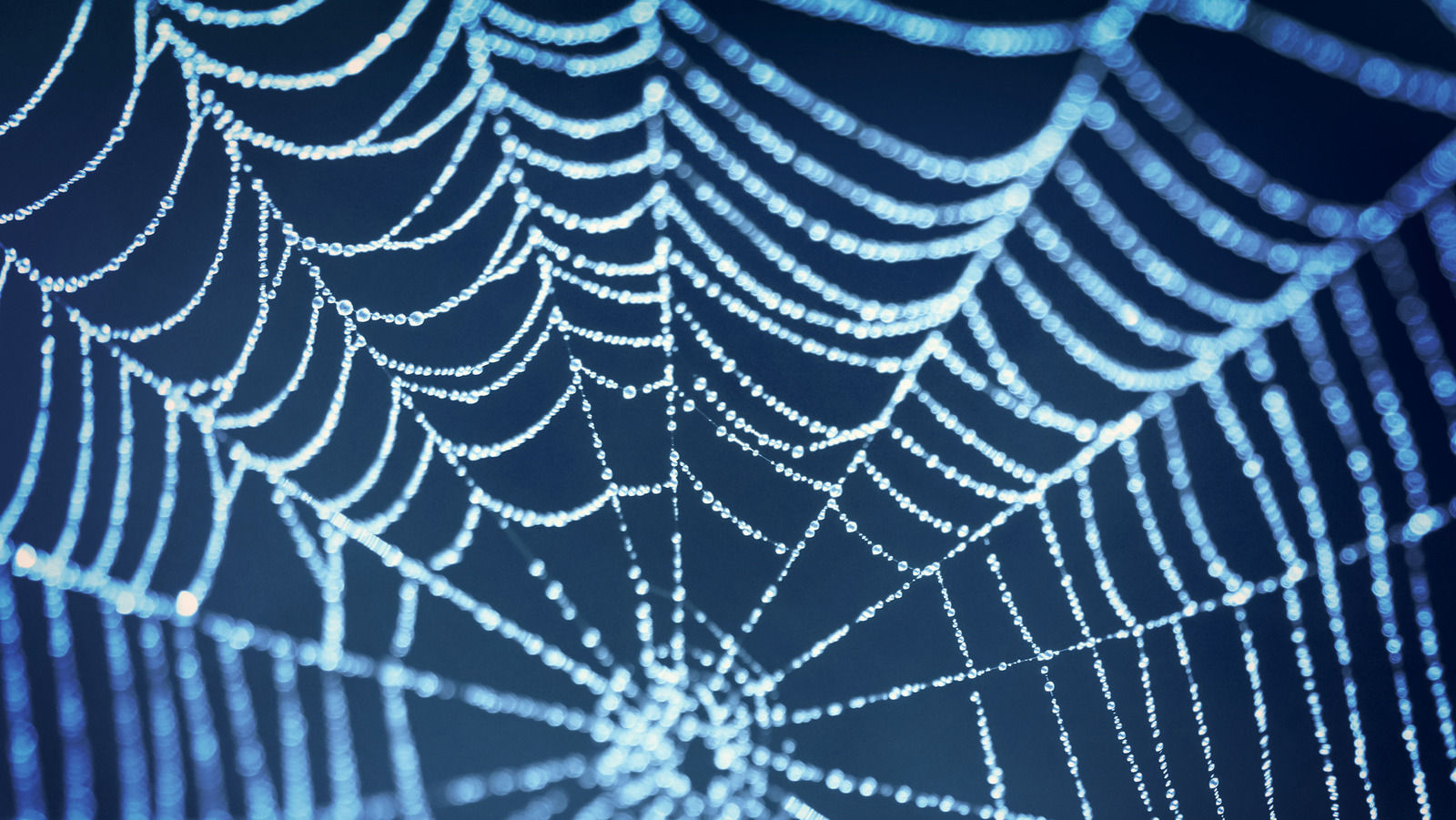 Wallpaper #F2jUHpMBSpphPi3-Fion88 Spider Webs Once Had an Important Medical Purpose