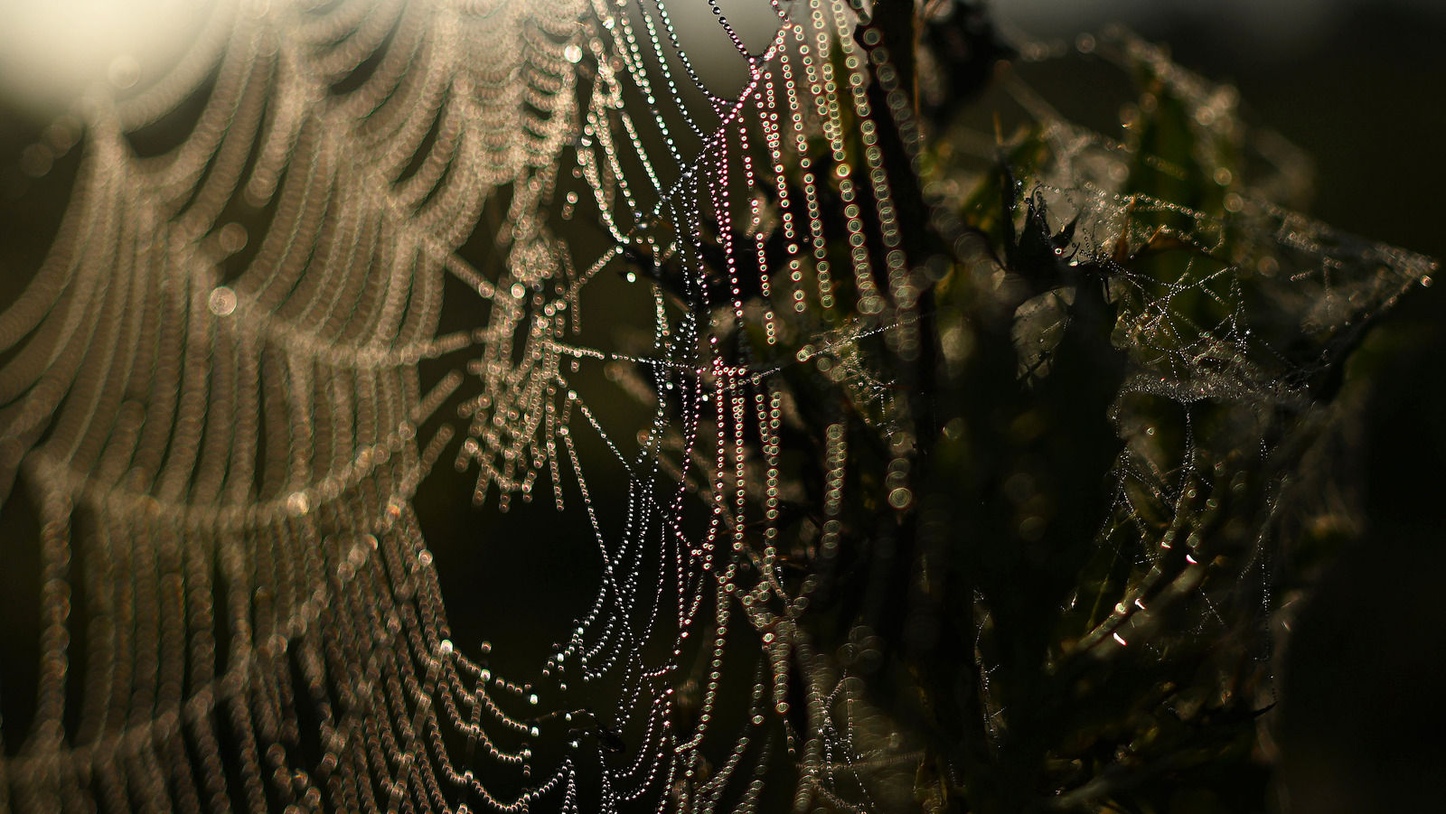 Wallpaper #dmevDpMBSpphPi3-H-tz223 Fascinating Facts About Spider Webs