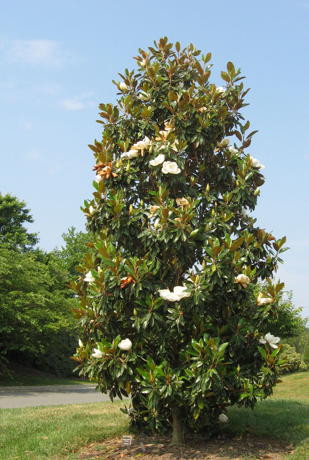 Wallpaper #35F56 Pink Magnolia Trees Crazy for Gardening