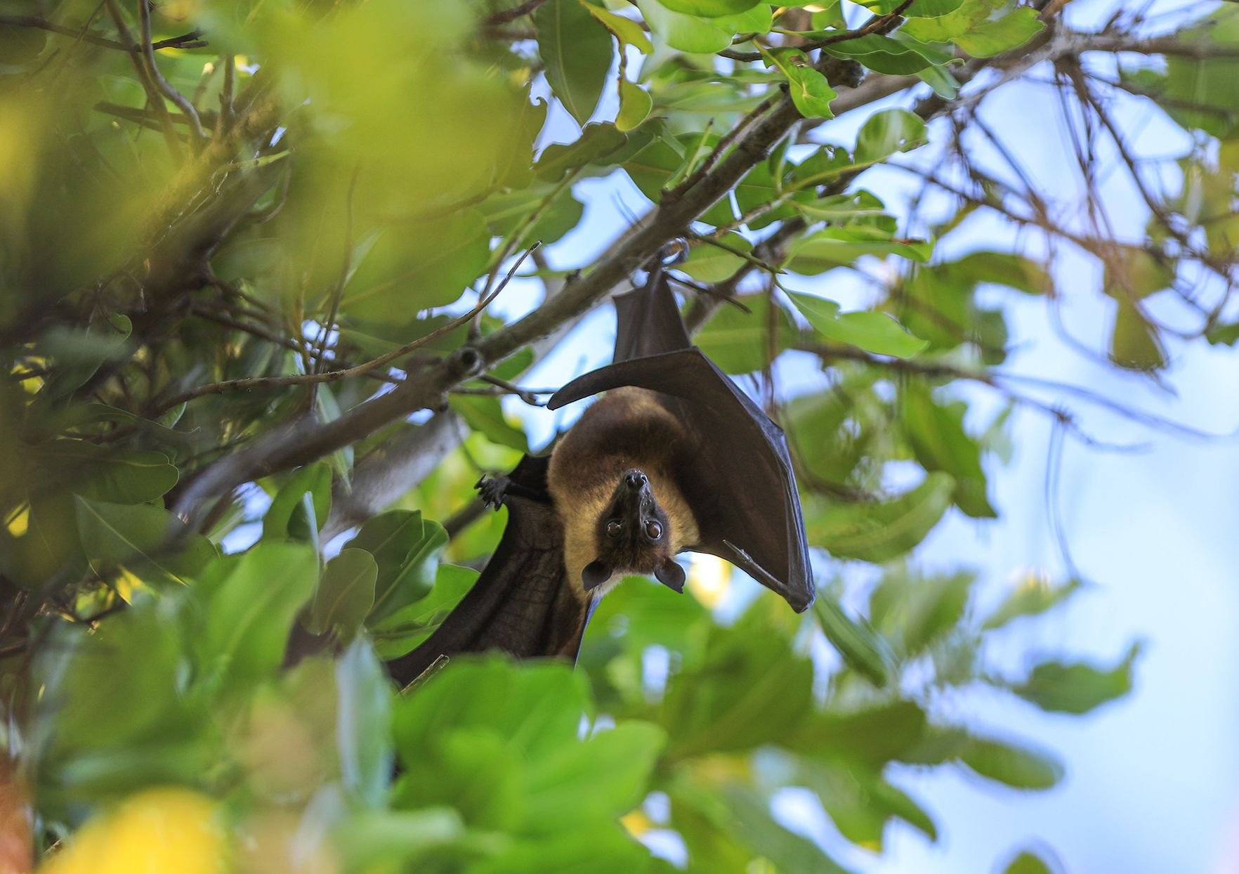 Wallpaper #2mdTDJMBSpphPi3-nt1P77 How to Attract Bats to Keep Bugs Under Control in Your Yard