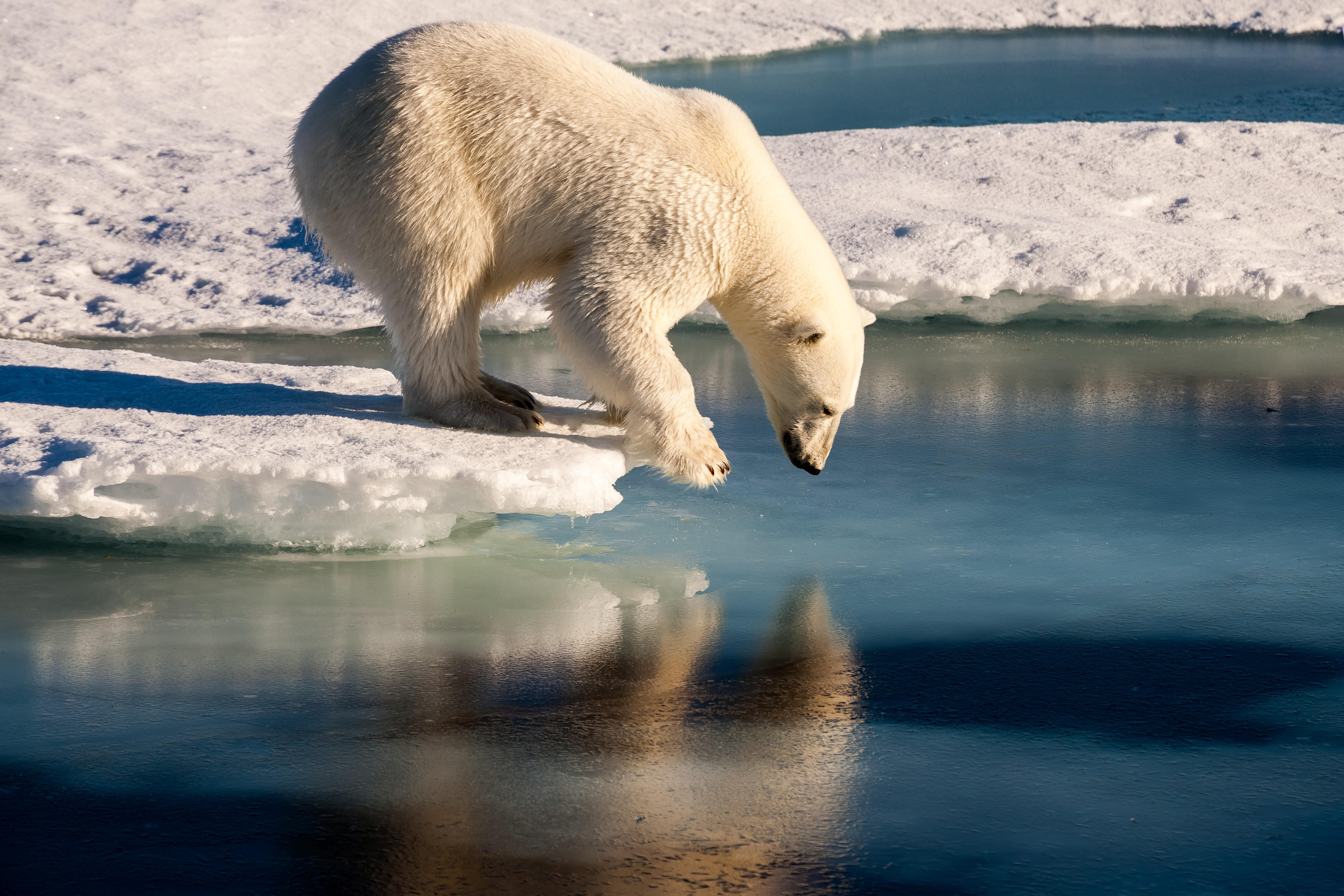 Wallpaper #3GcI-ZIBSpphPi3-g4to34 Polar Bears Face New Challenge as Sea Ice Becomes Speedier Study Says