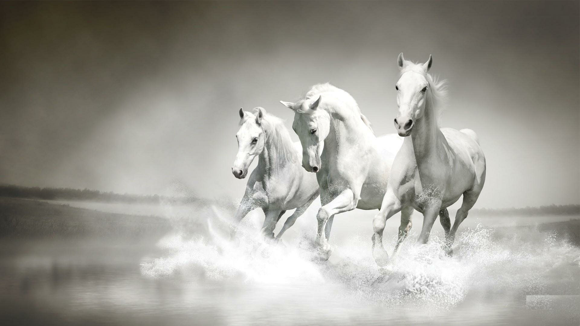 Wallpaper #Gx2aLJMBlOZrFDOk68sw169 Horse HD Wallpaper