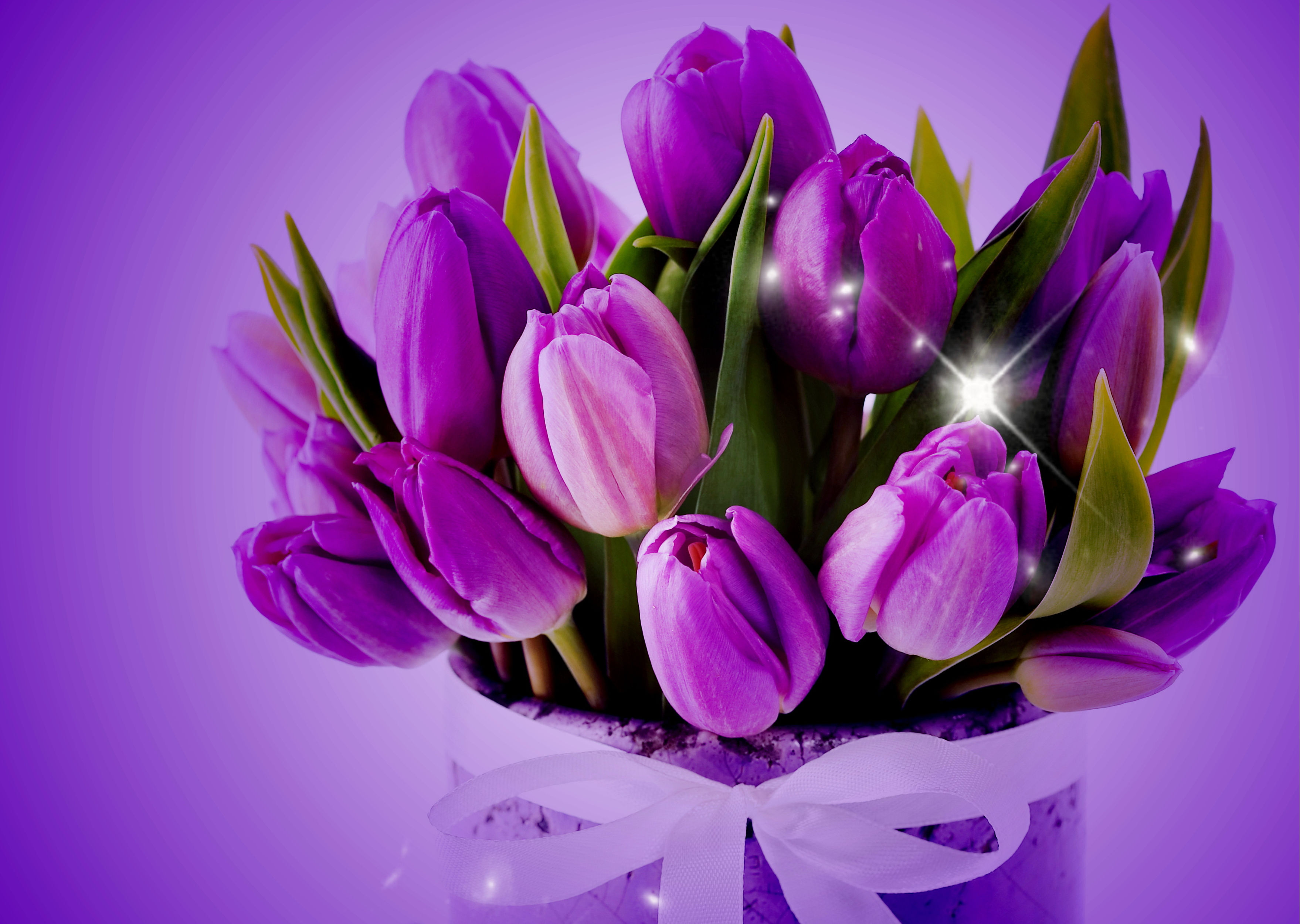 Wallpaper #imfL65IBSpphPi3-4E4E164 Download Purple Flower Purple Ribbon Sparkles Tulip Man Made Flower HD