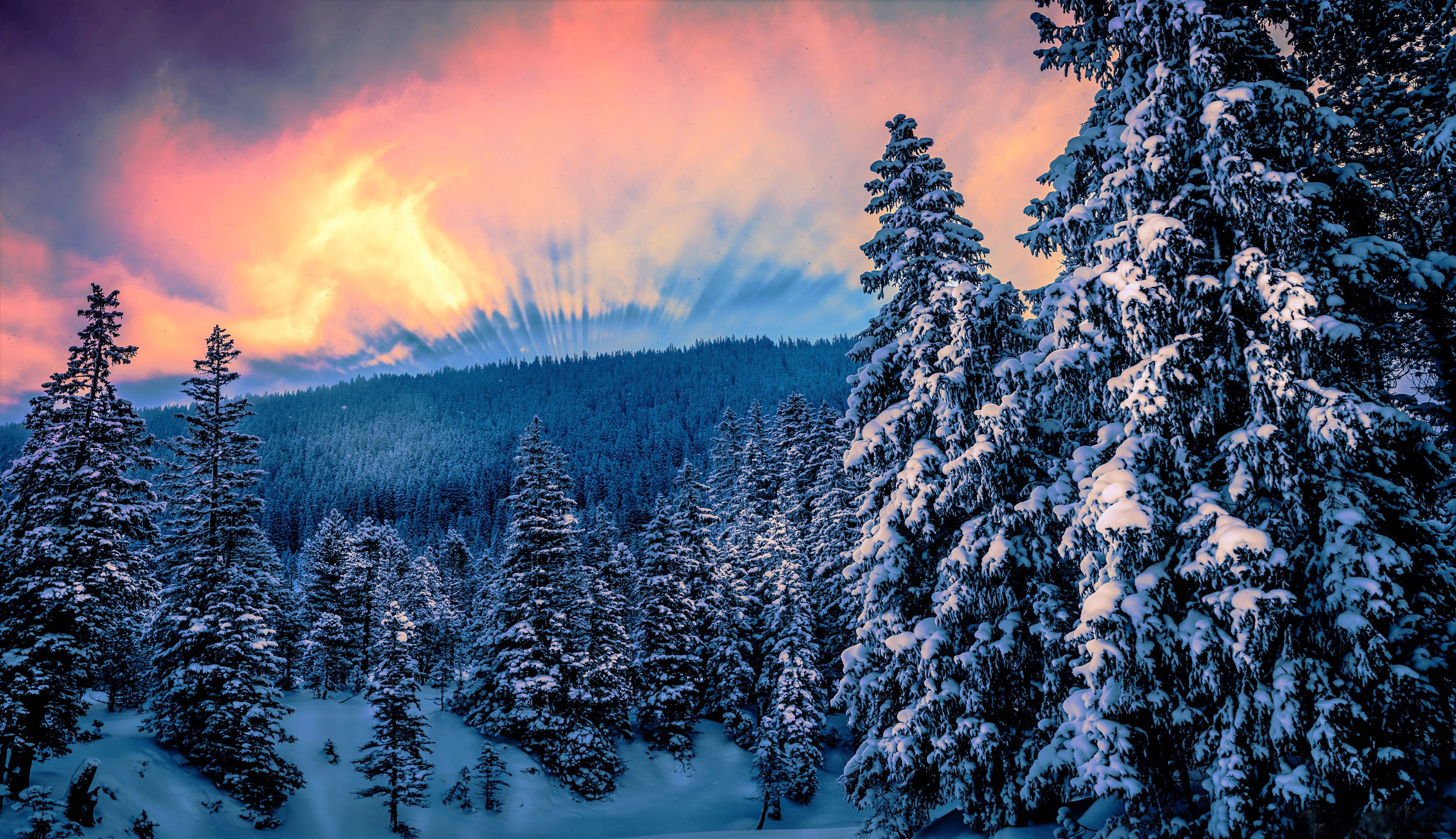 Wallpaper #yJyF4pIBZHQxiYarucCZ43 Winter Sunset Forest 4K Ultra HD Wallpaper