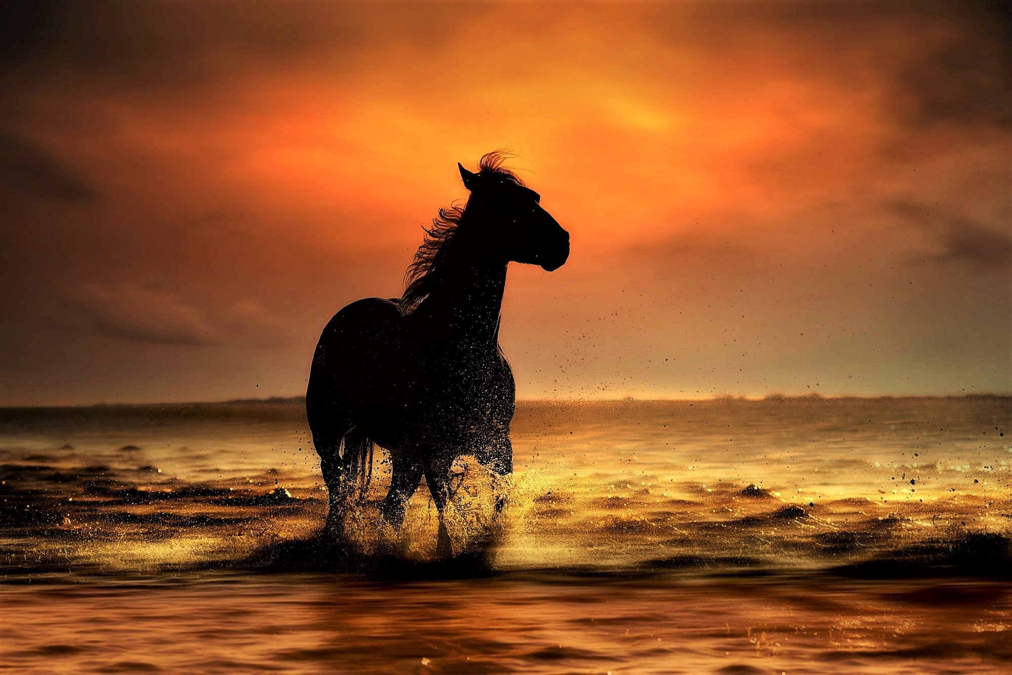 Wallpaper #HWdNCpMBSpphPi3-pNQH258 Horses in the Sunset Wallpaper