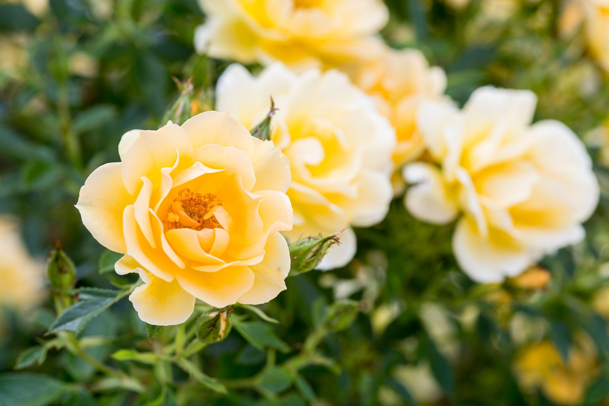 Wallpaper #Hx38KZMBlOZrFDOkzsOQ346 Yellow Rose Campestrealgovbr