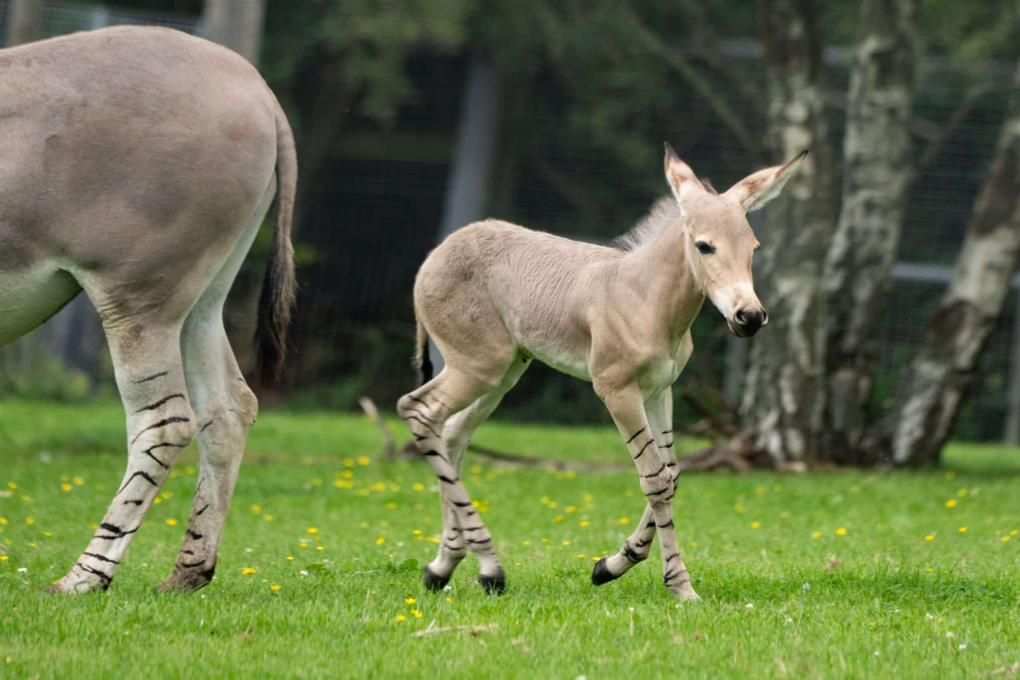 Wallpaper #dx2vLJMBlOZrFDOkYst564 The Birth of One of the Rarest Mammals on the Planet at Marwell Zoo in