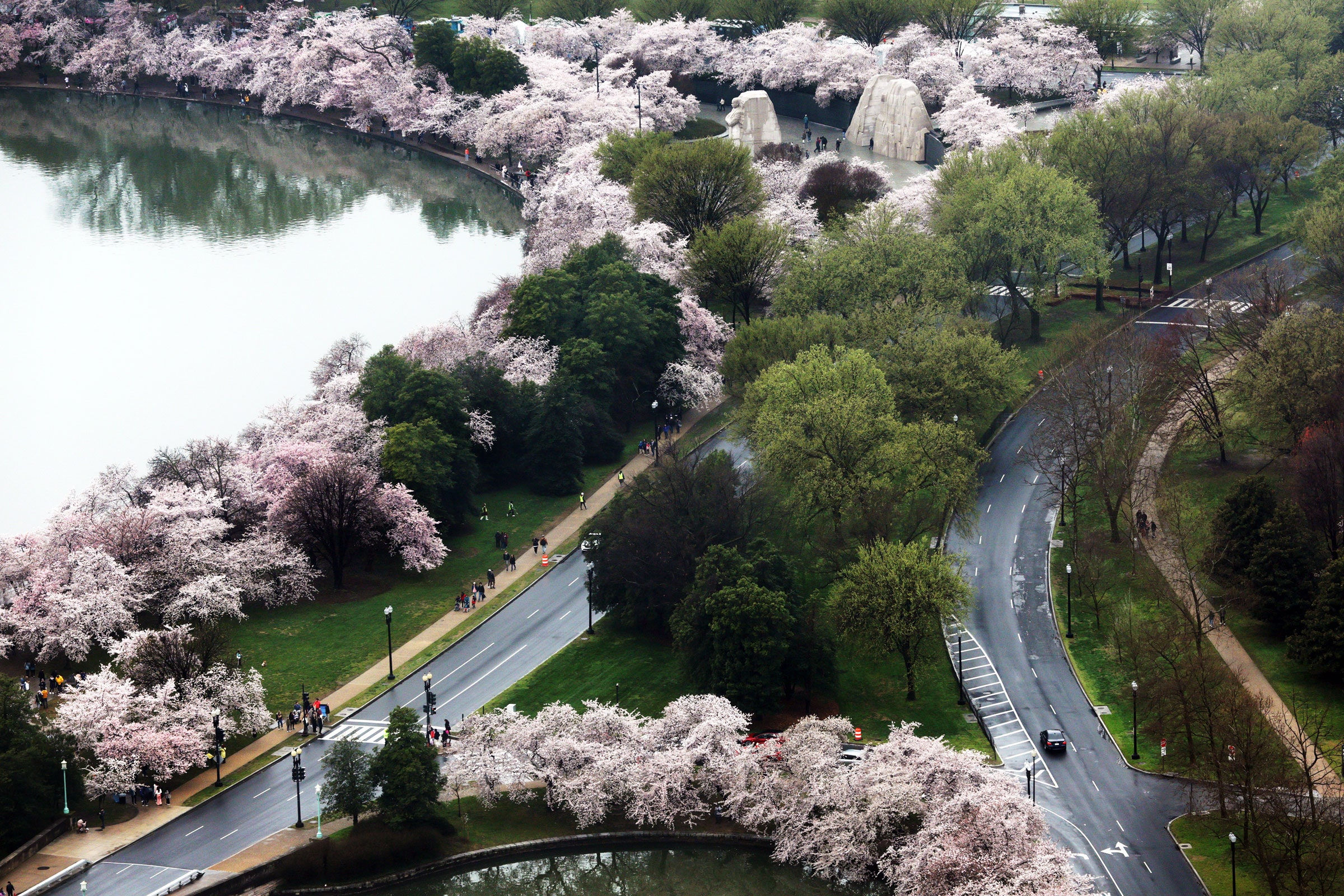 Wallpaper #52edCJMBSpphPi3-X8ub445 Washington Dcs Cherry Blooms Draw Crowds and Climate Questions Wired