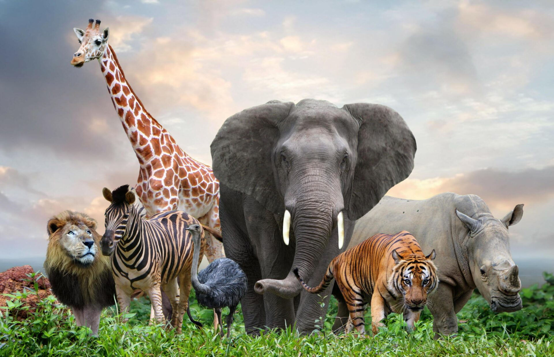 Wallpaper #cXfyJ5MB-pgBXx60MKiM33 How to Keep a Large Predator in Fs Bloemfontein Courant
