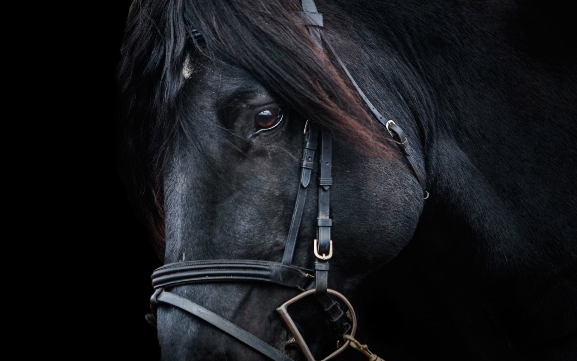 Wallpaper #CR2YLJMBlOZrFDOk0ssm6 Black Horse Portrait by Casany14