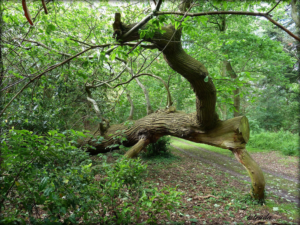Wallpaper #9mdFCpMBSpphPi3-NNO0503 Tree Crawling Out of the Forest by Estruda on Deviantart