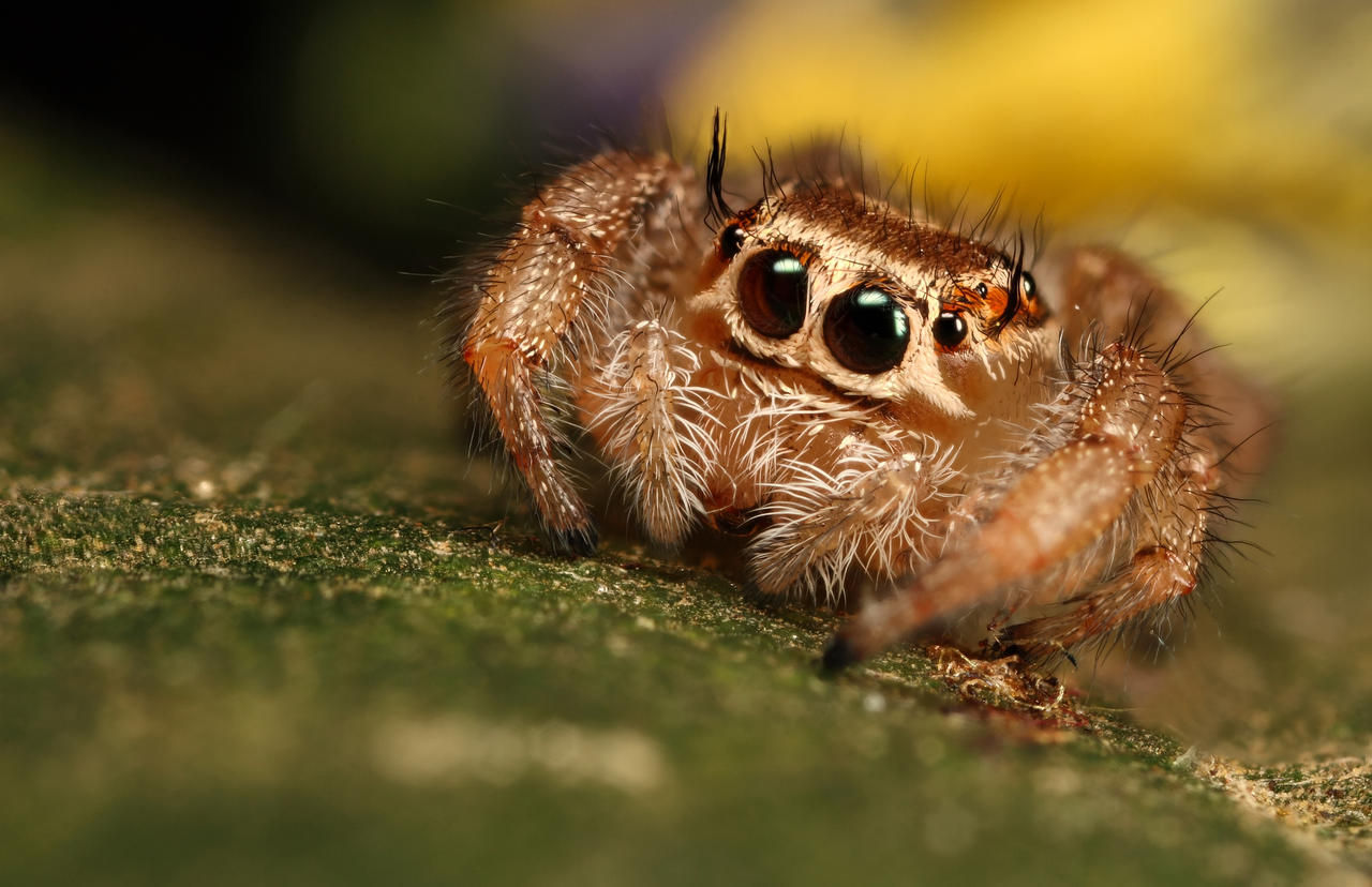 Wallpaper #e2dv9JIBSpphPi3-JXru251 Jumping Spider 10 by Macrojunkie on Deviantart