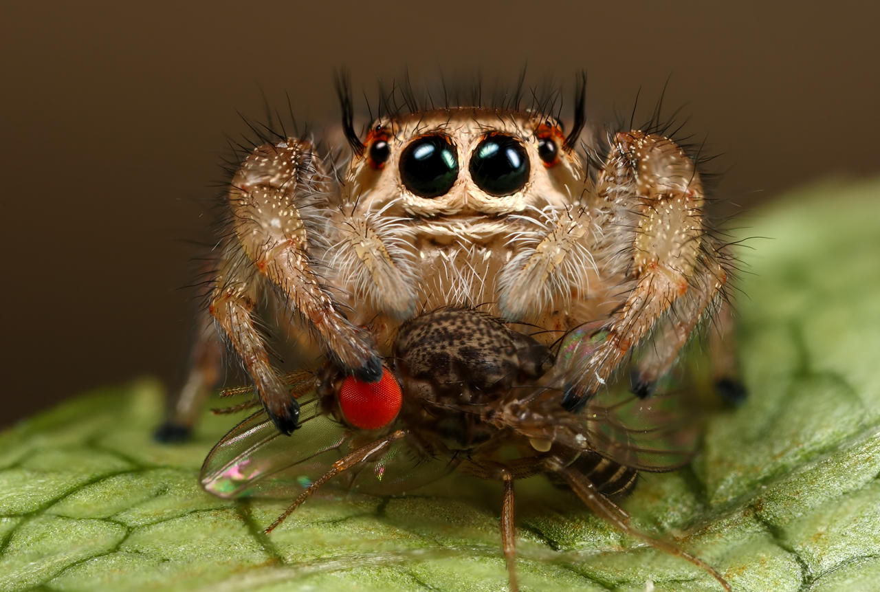 Wallpaper #yliENJMBzN9vxX34XTw6276 Jumping Spiders Lunch by Macrojunkie on Deviantart