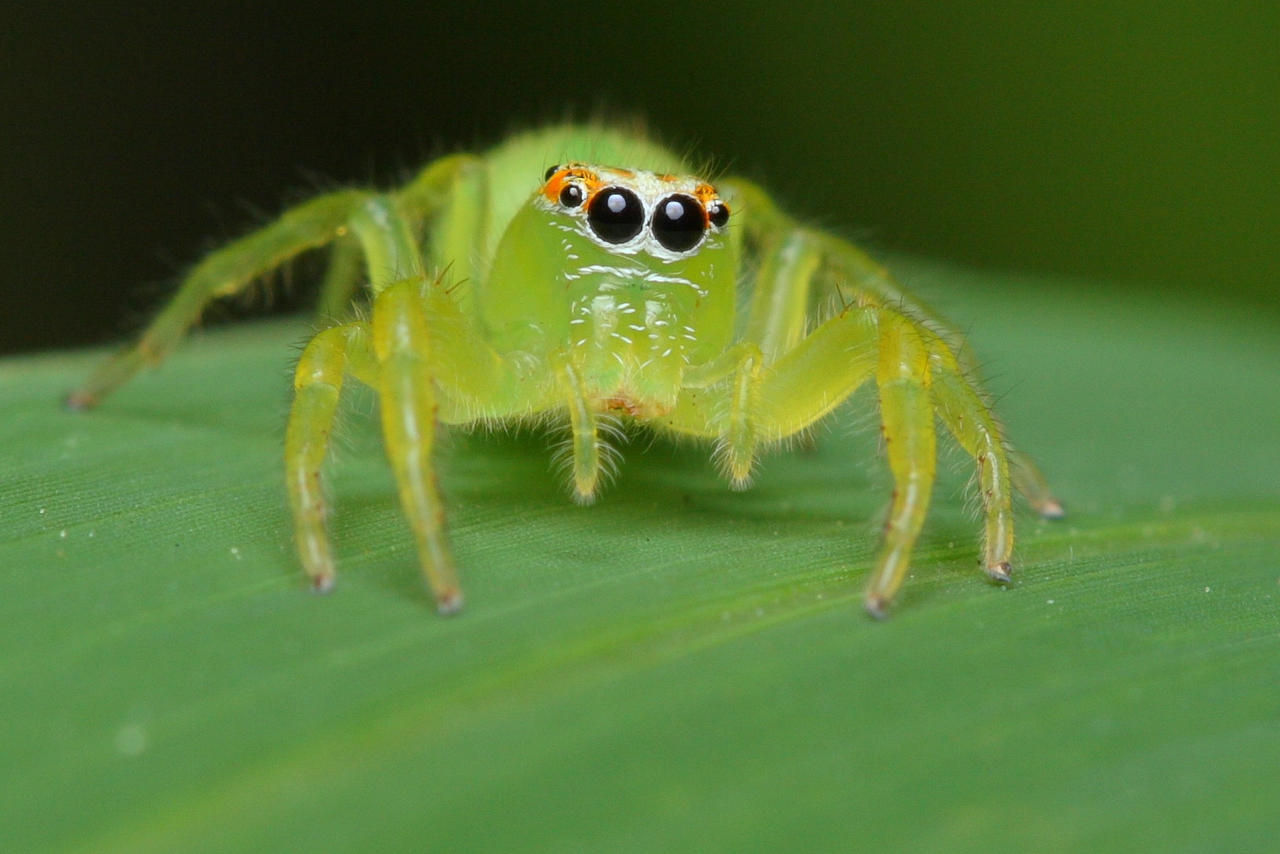 Wallpaper #wWeM-5IBSpphPi3-WJSY328 Green Jumping Spider Closeup by Troypiggo on Deviantart