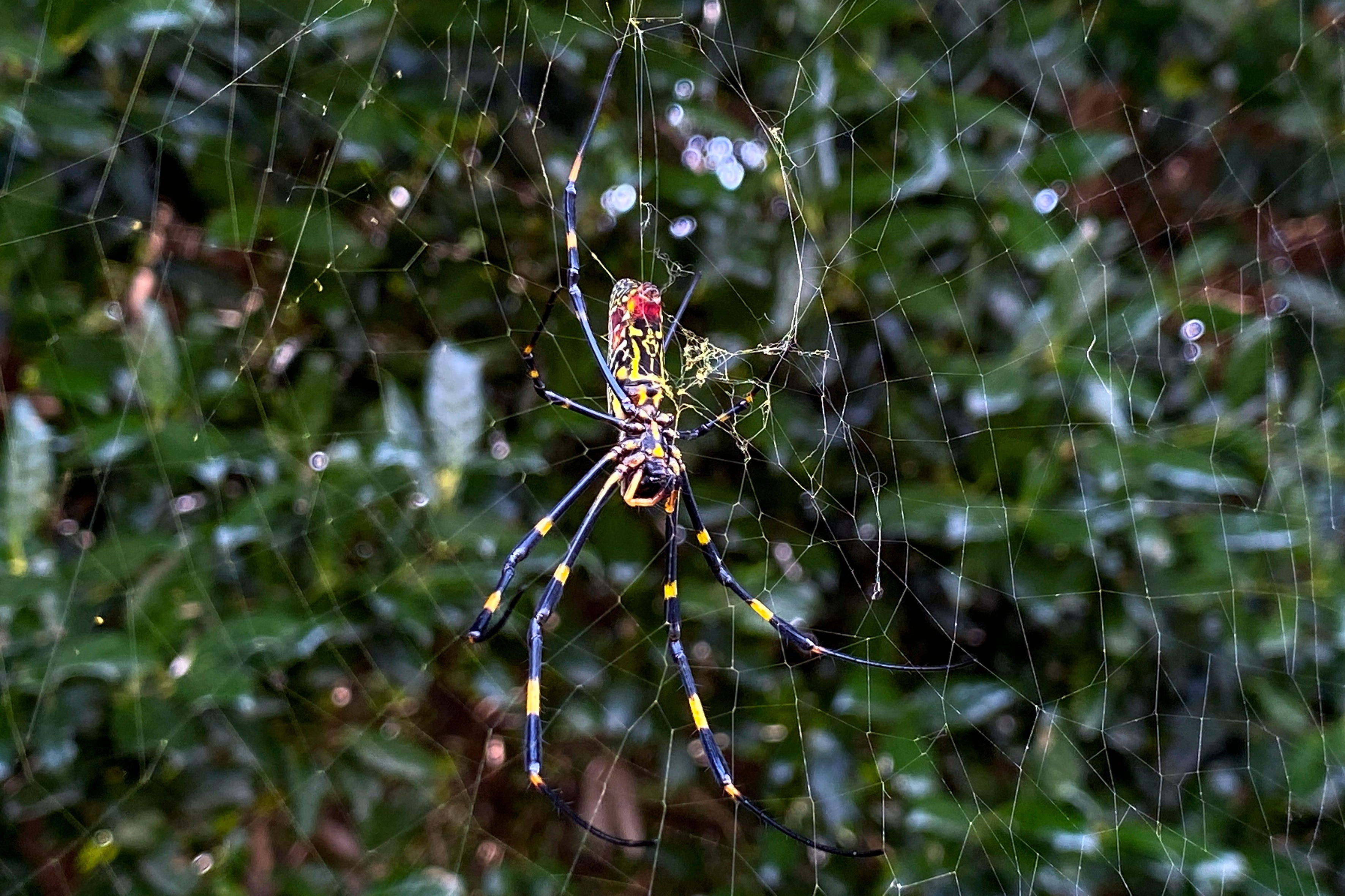 Wallpaper #82dGAZMBSpphPi3-KqlJ230 Giant Joro Spiders Wreaking Havoc in Georgia Could Take Over East Coast