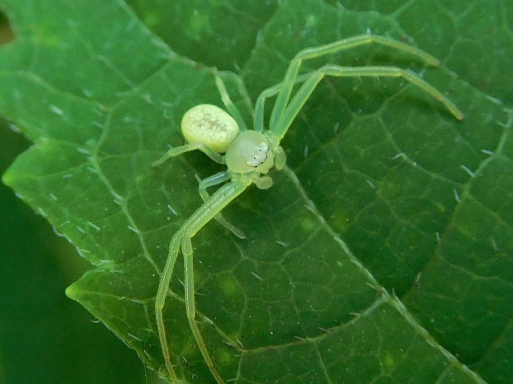 Wallpaper #-vQcOpMBKFX8bn3rt3dJ245 American Green Crab Spider Spiders of Missouri Inaturalist