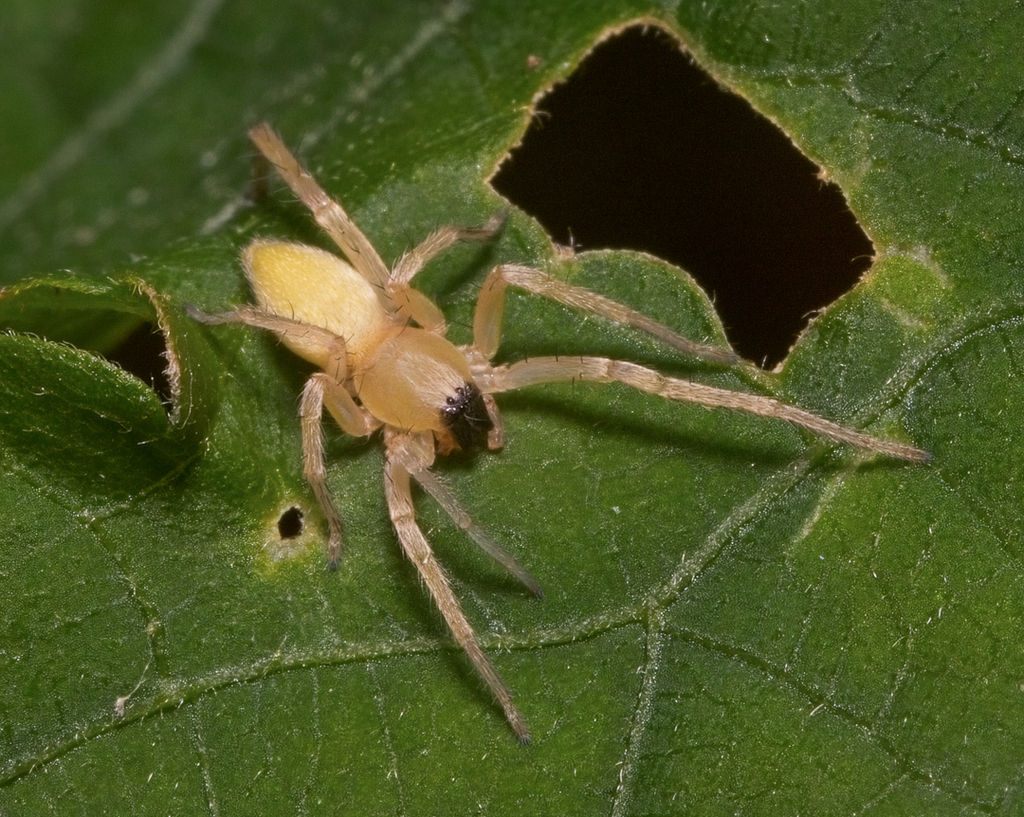 Wallpaper #GvSnOZMBKFX8bn3rXXez57 Garden Ghost Spider in August 2023 by Sharon Shaw Milligan Inaturalist