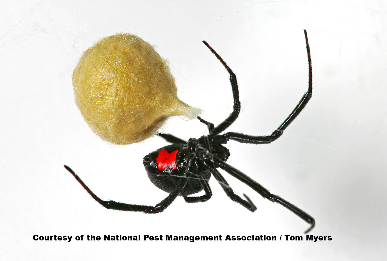 Wallpaper #32cVEZMBSpphPi3-sfVC140 Different Types of Spiders
