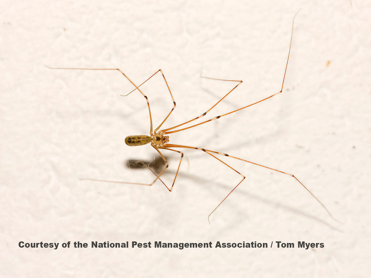 Wallpaper #ce6bd Giant Spider on the Ceiling of an Abandoned Psychiatric Hospital R