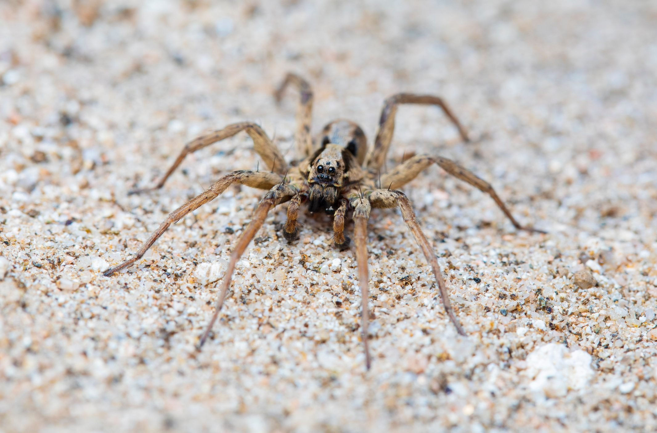 Wallpaper #ce6bd Giant Spider on the Ceiling of an Abandoned Psychiatric Hospital R