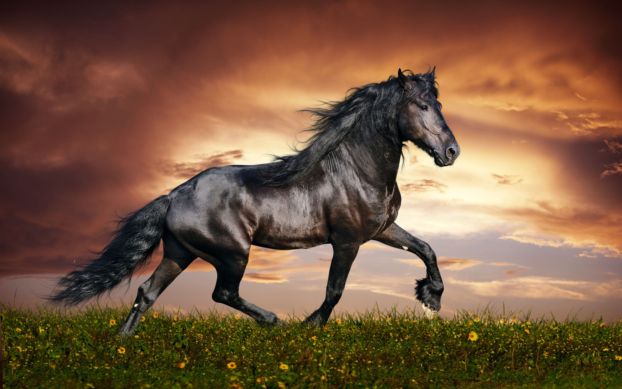Wallpaper #bWfaEpMBSpphPi3-4_0h98 HD Horse Backgrounds Desktop Free Download