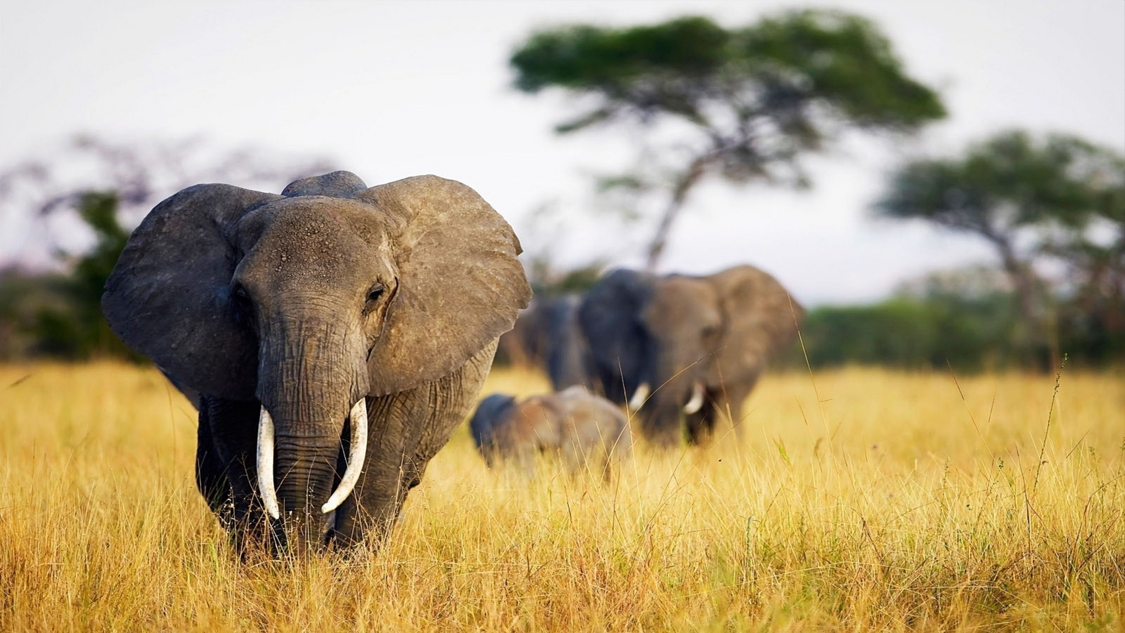 Wallpaper #sHfNJ5MB-pgBXx60h6cK29 Desktop Elephant HD Wallpapers Pixelstalknet