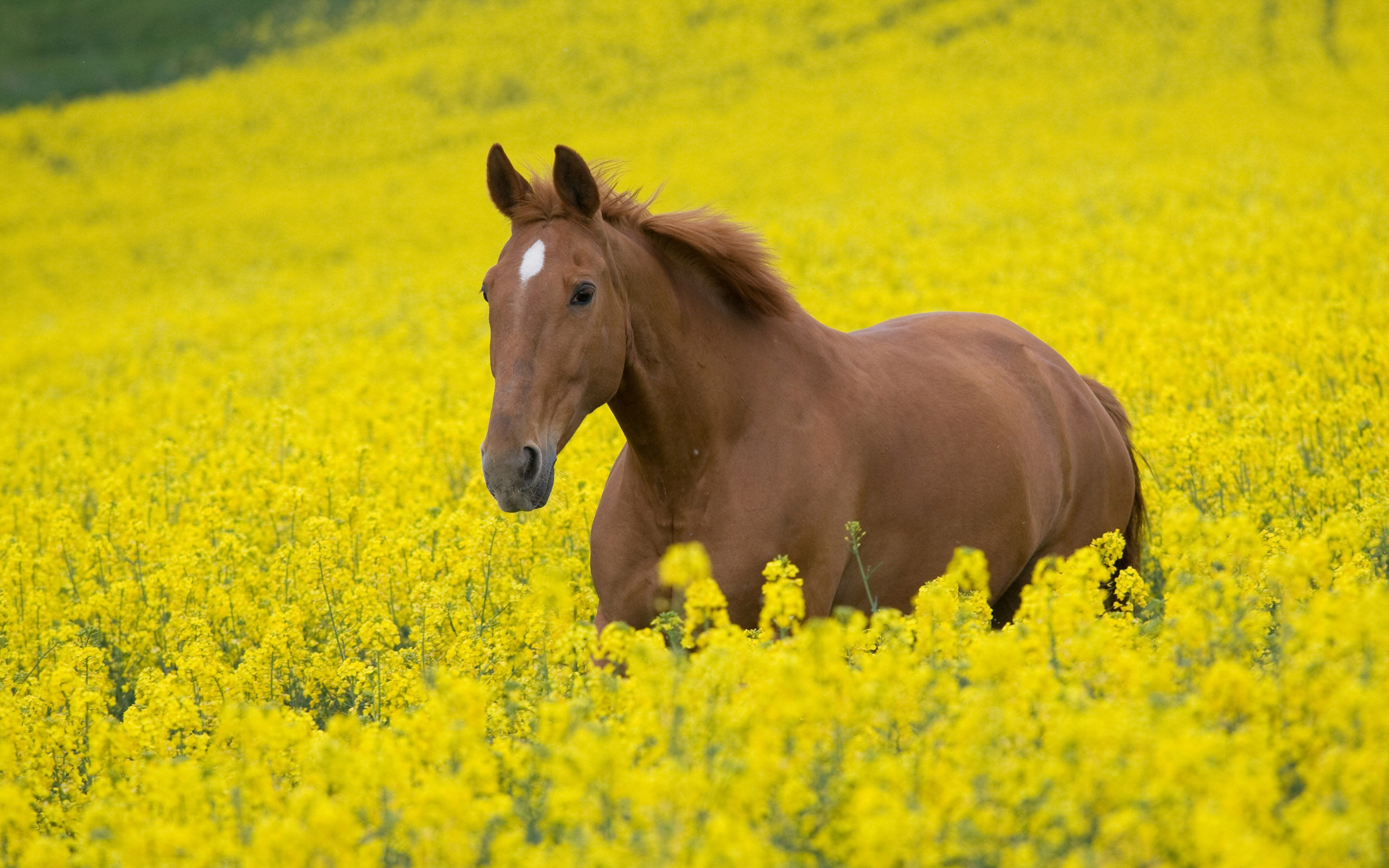 Wallpaper #th2FLJMBlOZrFDOkscqQ58 HD Horse Wallpaper Free Download Pixelstalknet