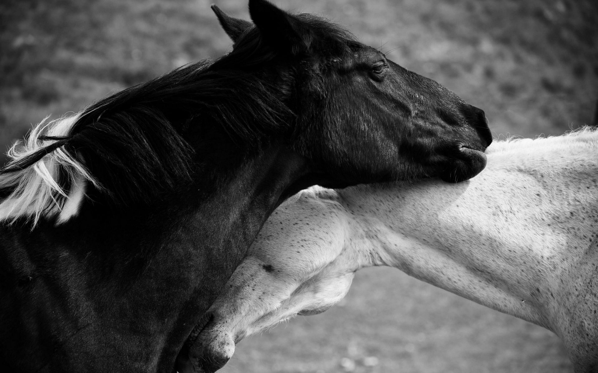 Wallpaper #LH1h8I4Bnwiau_P6ewav37 Black Horse Desktop Wallpapers Pixelstalknet