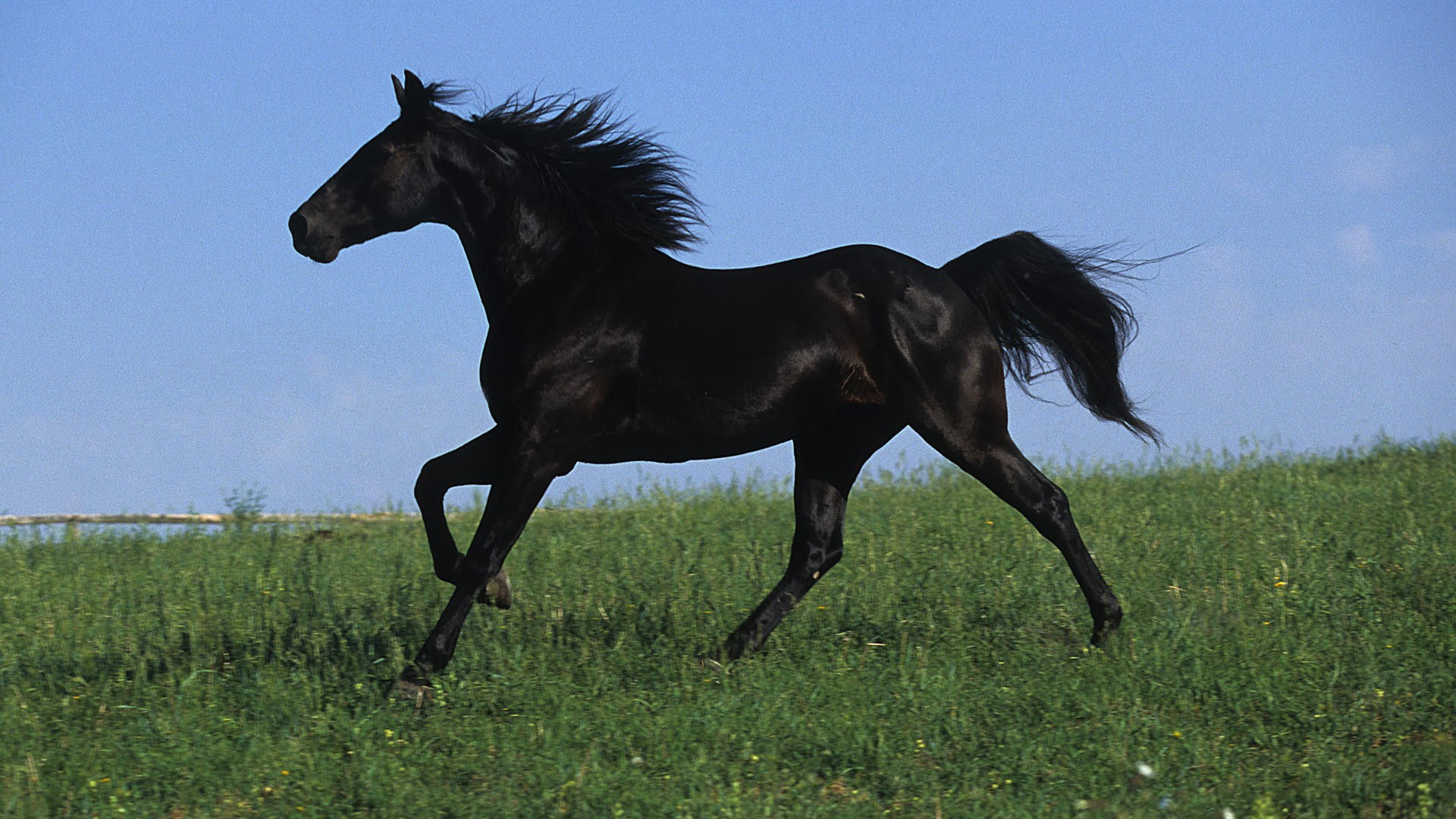 Wallpaper #bWfaEpMBSpphPi3-4_0h112 HD Black Horse Wallpapers Pixelstalknet