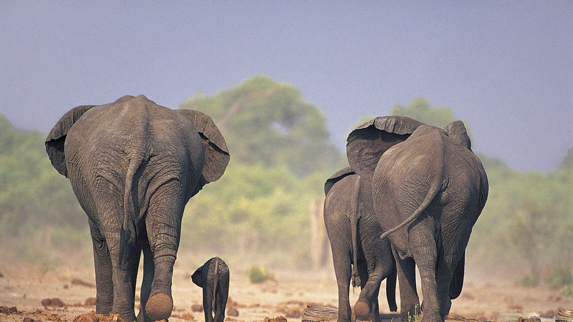 Wallpaper #sHfNJ5MB-pgBXx60h6cK76 Desktop Elephant HD Wallpapers Pixelstalknet
