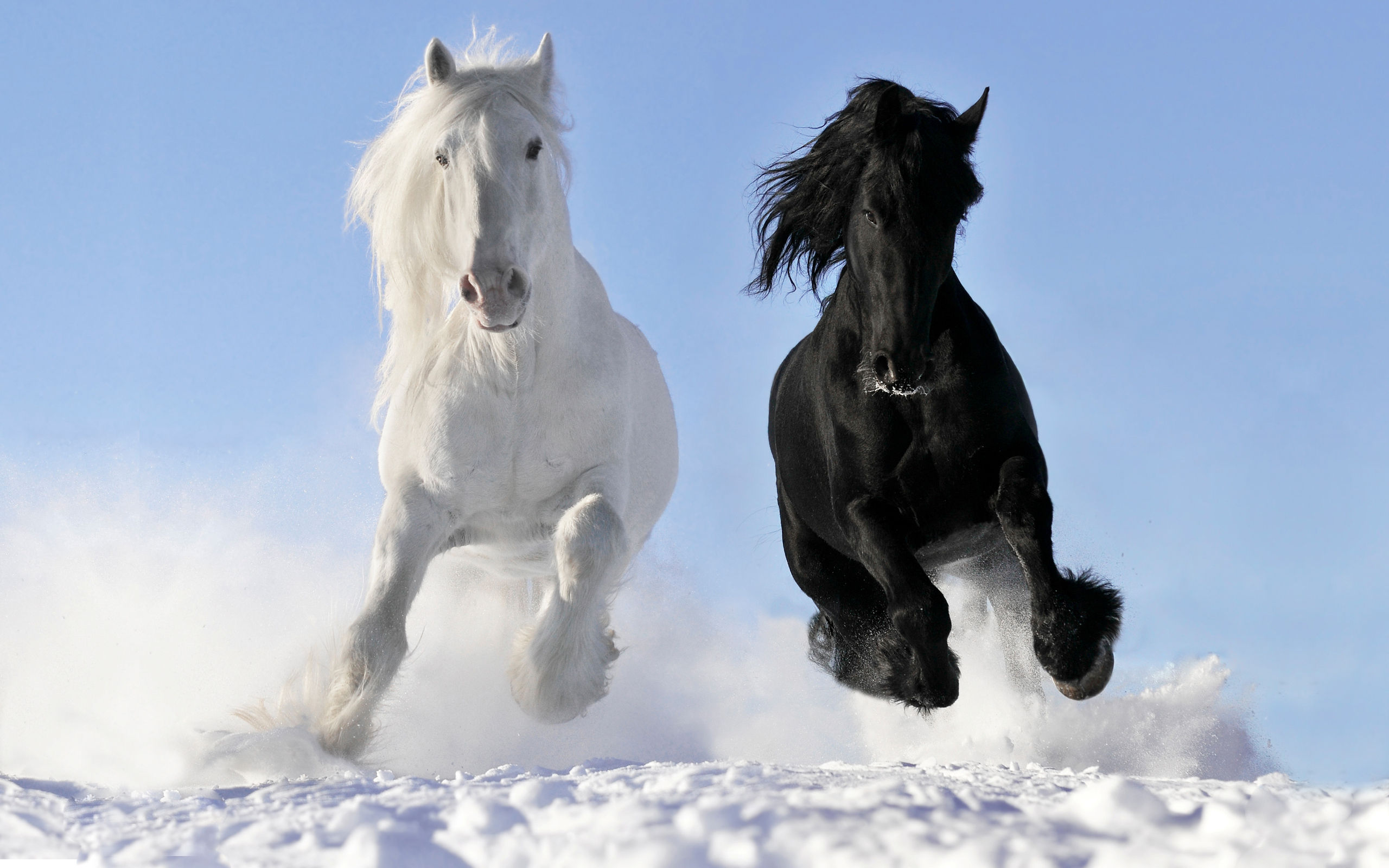 Wallpaper #bWfaEpMBSpphPi3-4_0h137 HD Horse Wallpaper Free Download