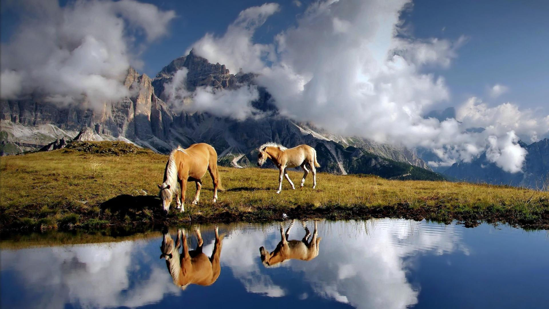Wallpaper #Gx2aLJMBlOZrFDOk68sw343 HD Horse Backgrounds Desktop Free Download