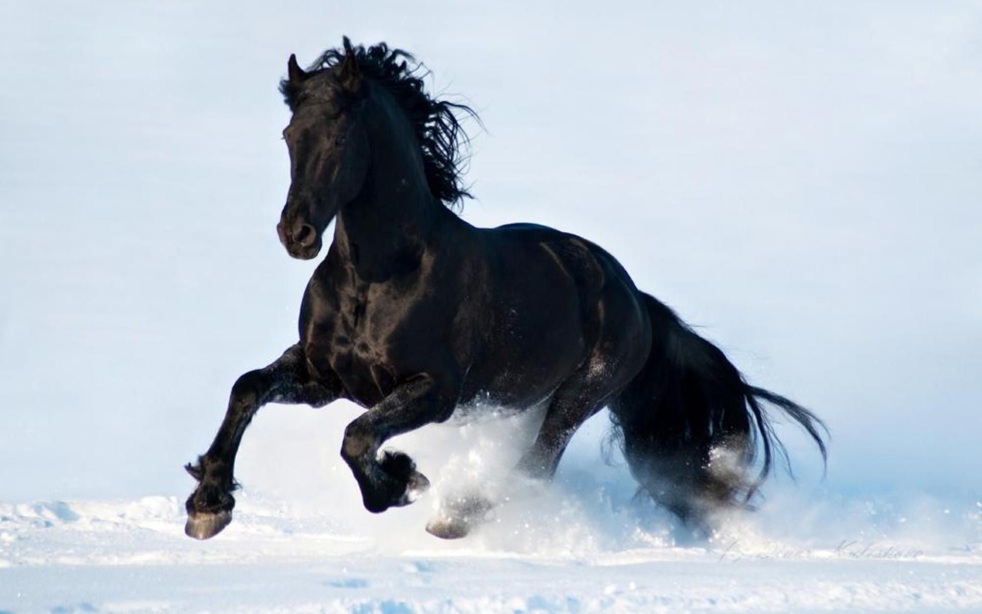 Wallpaper #LH1h8I4Bnwiau_P6ewav32 Black Horse Desktop Wallpapers Pixelstalknet