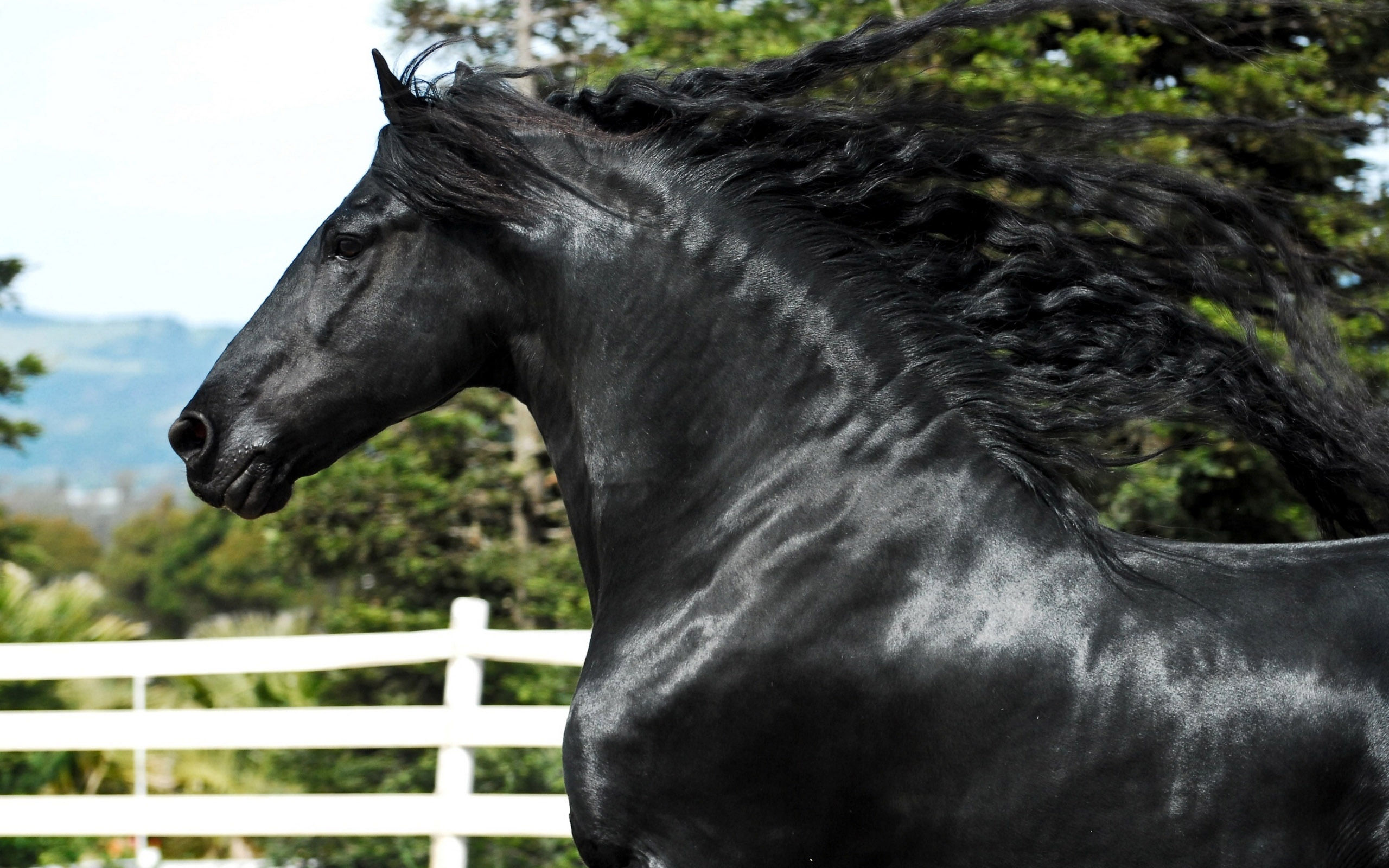 Wallpaper #LH1h8I4Bnwiau_P6ewav4 Black Horse Desktop Wallpapers Pixelstalknet