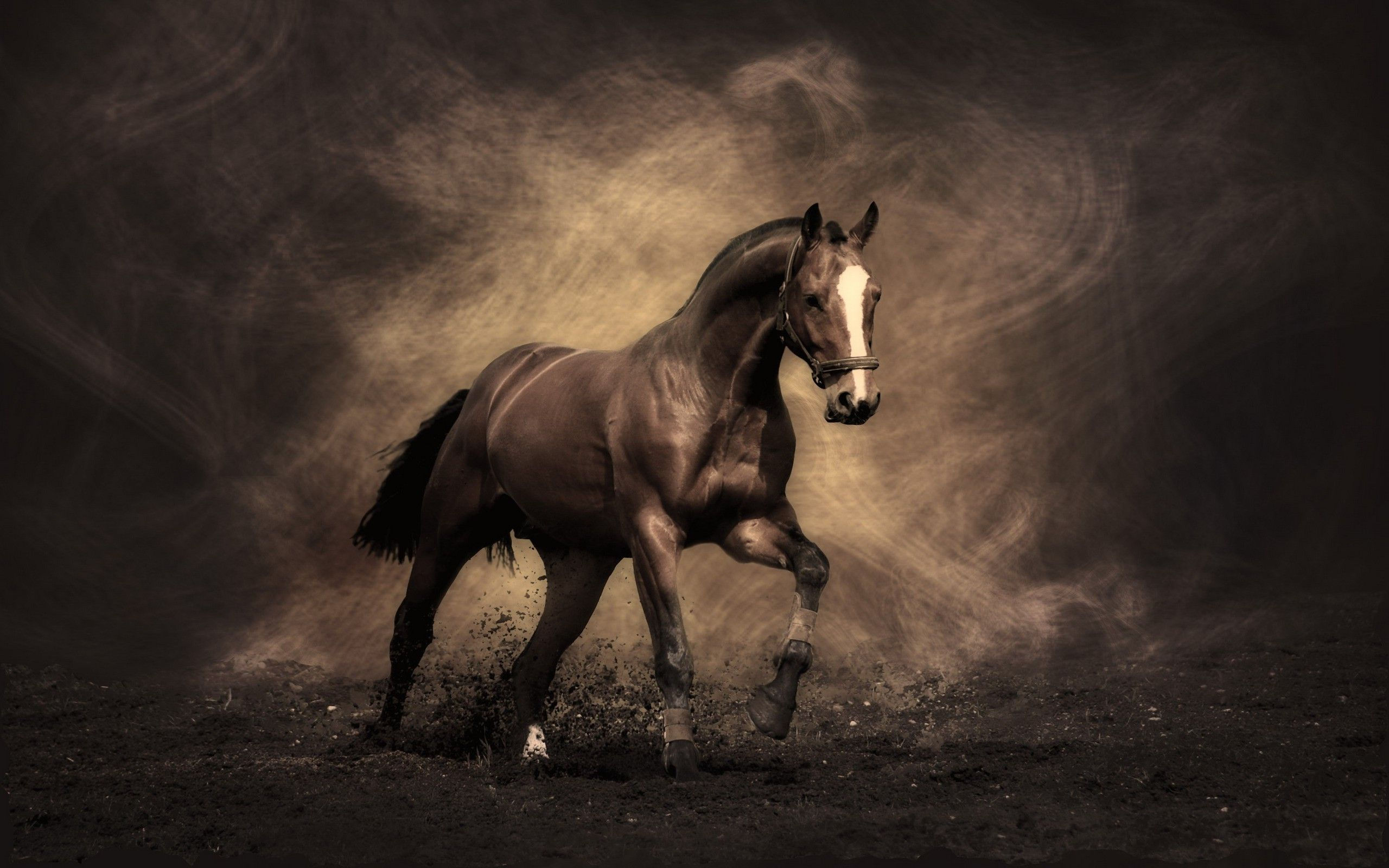 Wallpaper #PH1l8I4Bnwiau_P6rAb921 HD Horse Wallpaper Free Download Pixelstalknet