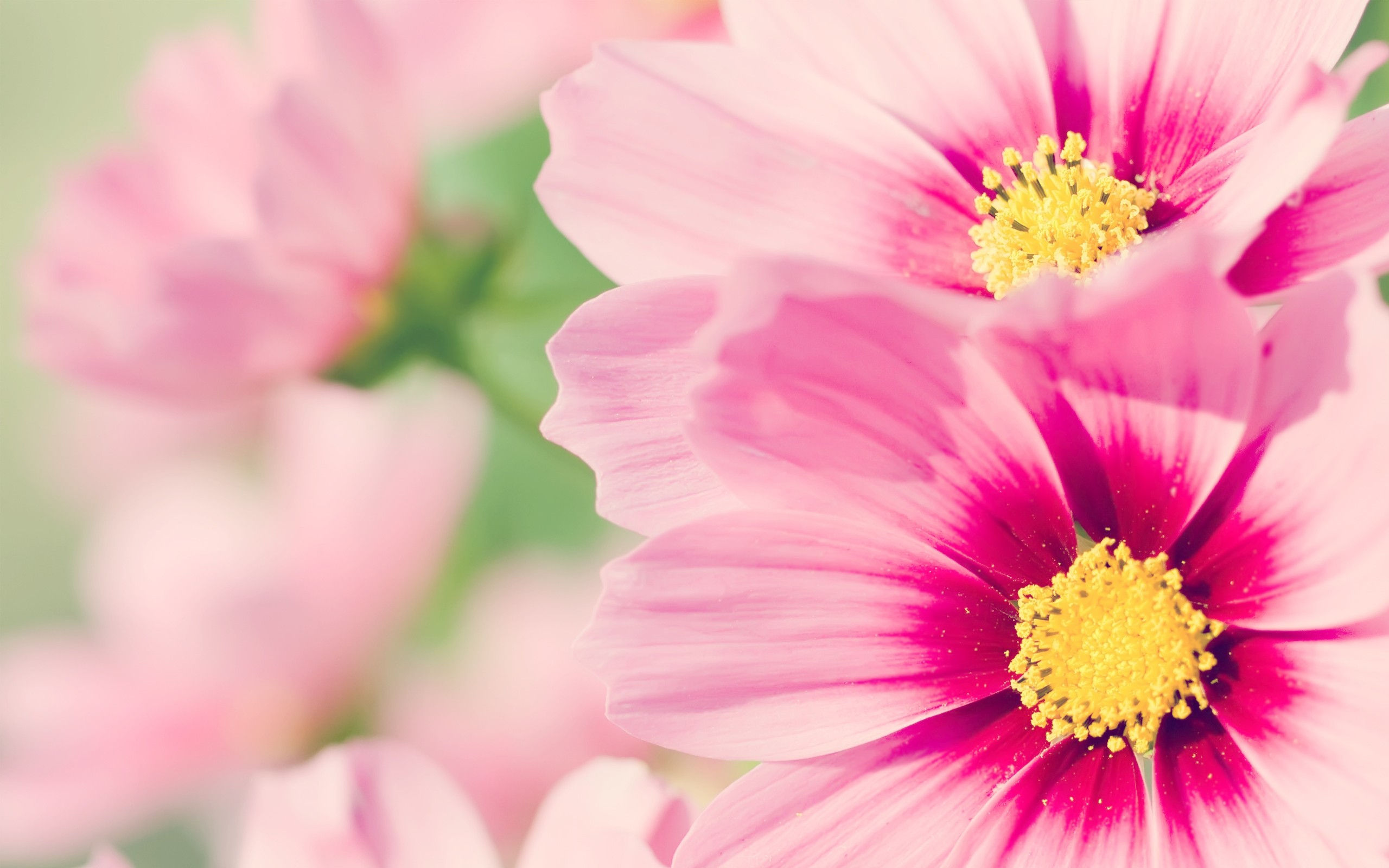 Wallpaper #4GhYIpMBSpphPi3-AzJN176 Pink Flowers Wallpapers HD Pixelstalknet