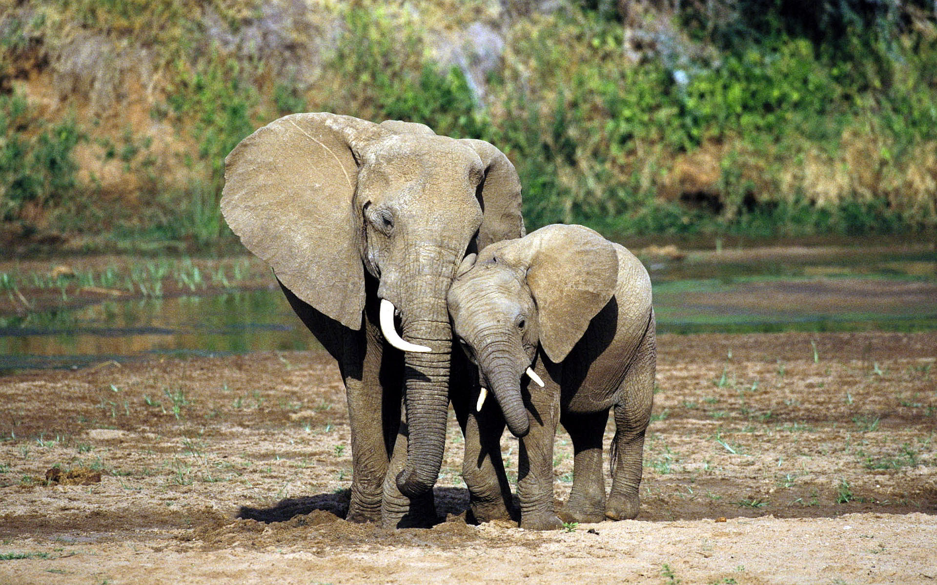 Wallpaper #sHfNJ5MB-pgBXx60h6cK63 Desktop Elephant HD Wallpapers Pixelstalknet