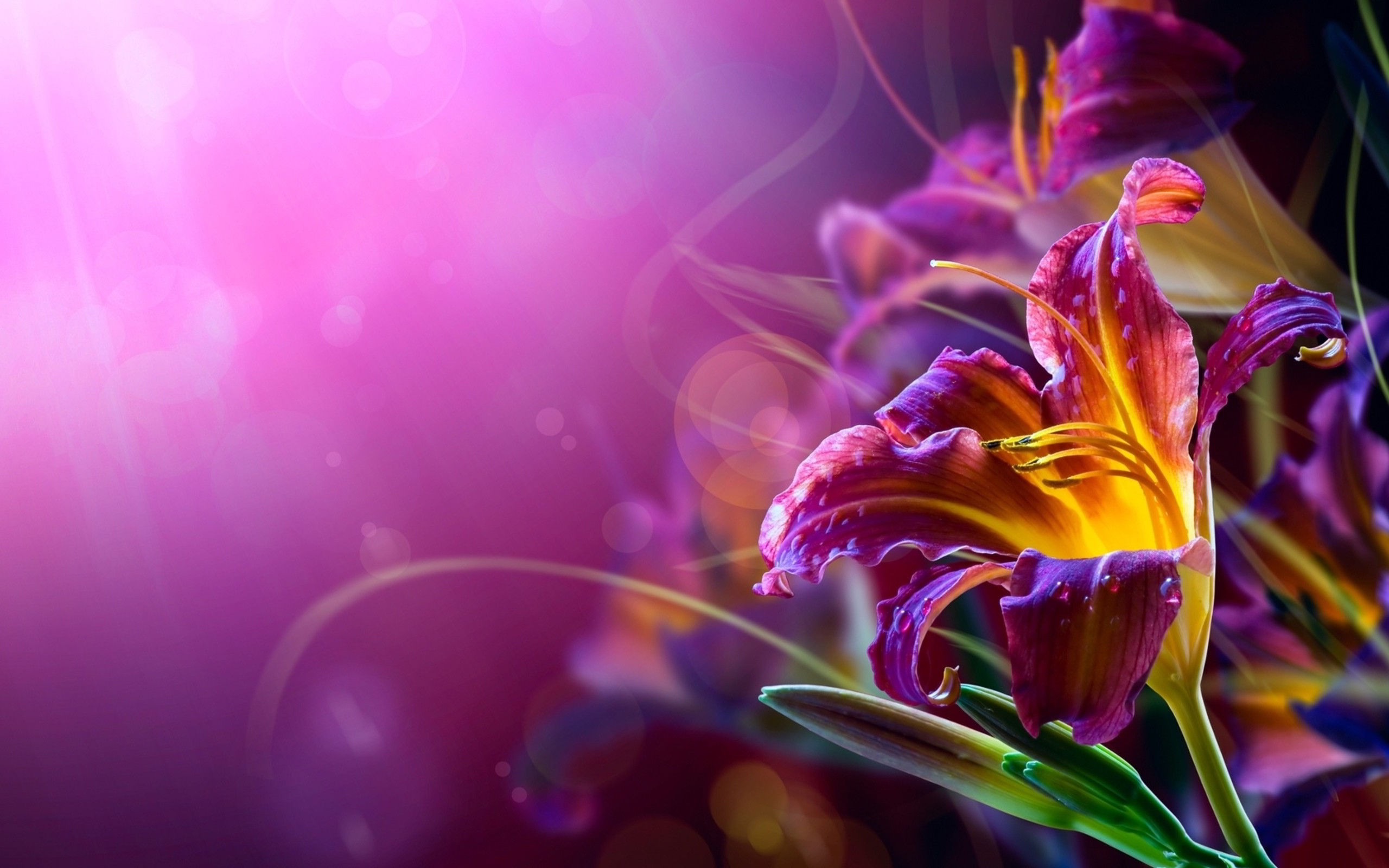 Wallpaper #wmhVIpMBSpphPi3-GjK-142 Cool Abstract Flower Wallpaper HD Free Download