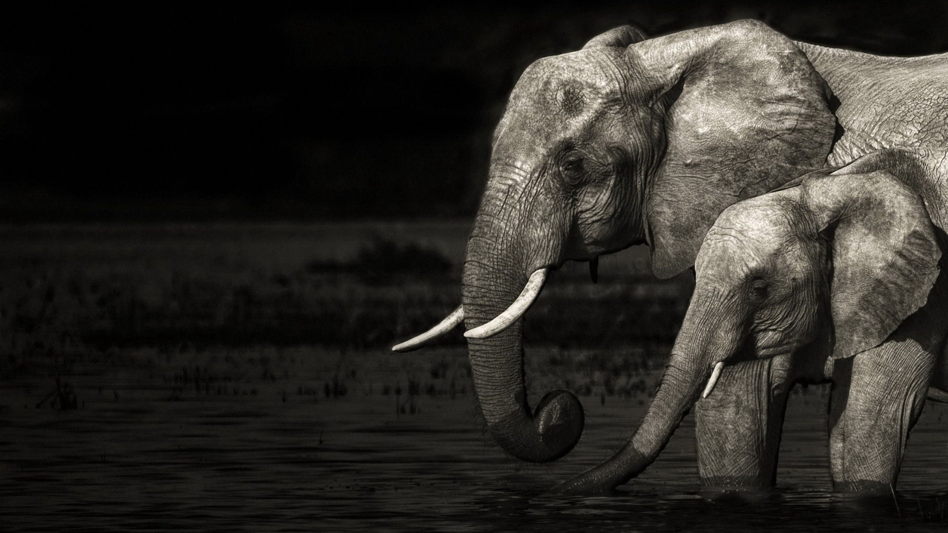 Wallpaper #sHfNJ5MB-pgBXx60h6cK31 Desktop Elephant HD Wallpapers Pixelstalknet