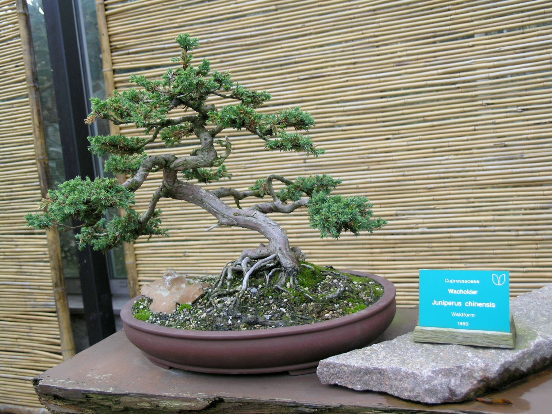 Wallpaper #jWdLE5MBSpphPi3-Rv-o454 Filebonsai Juniperus Chinensis 1960jpg Wikimedia Commons