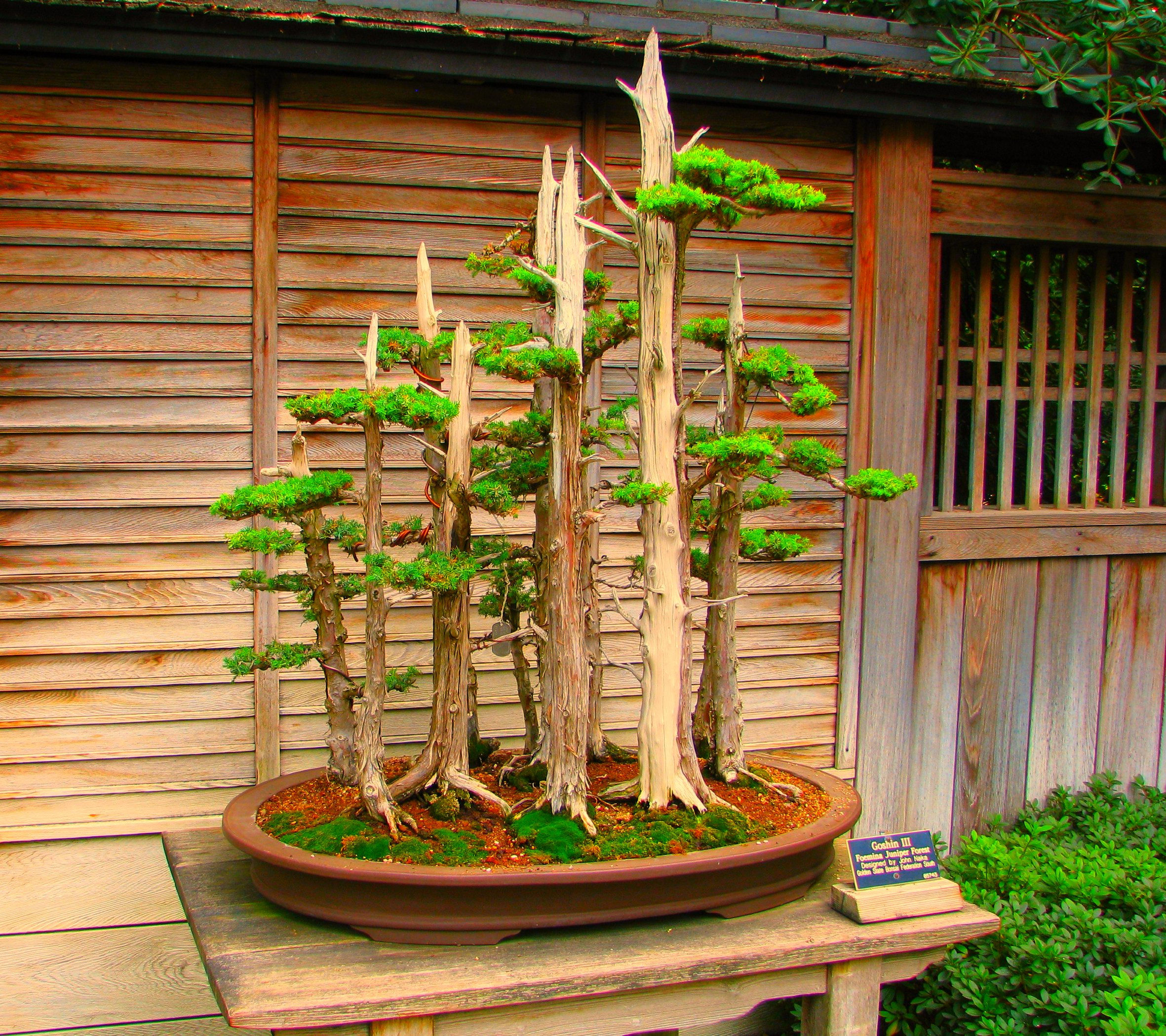 Wallpaper #jWdLE5MBSpphPi3-Rv-o440 Filebonsai Tree 3051517569jpg Wikimedia Commons