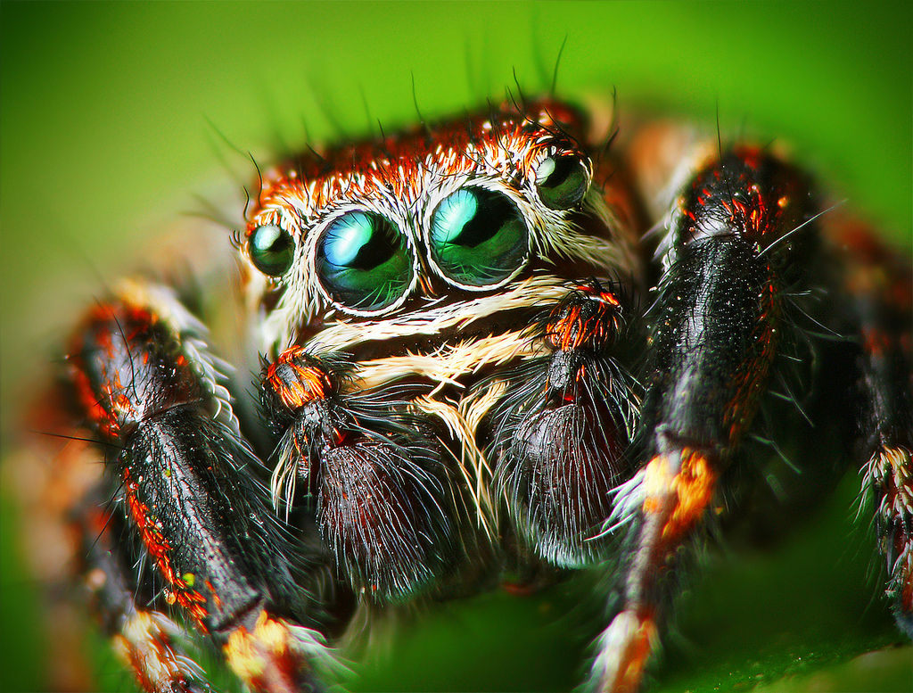 Wallpaper #wWeM-5IBSpphPi3-WJSY26 Fileflickr Lukjonis Male Jumping Spider Evarcha Arcuata Set of