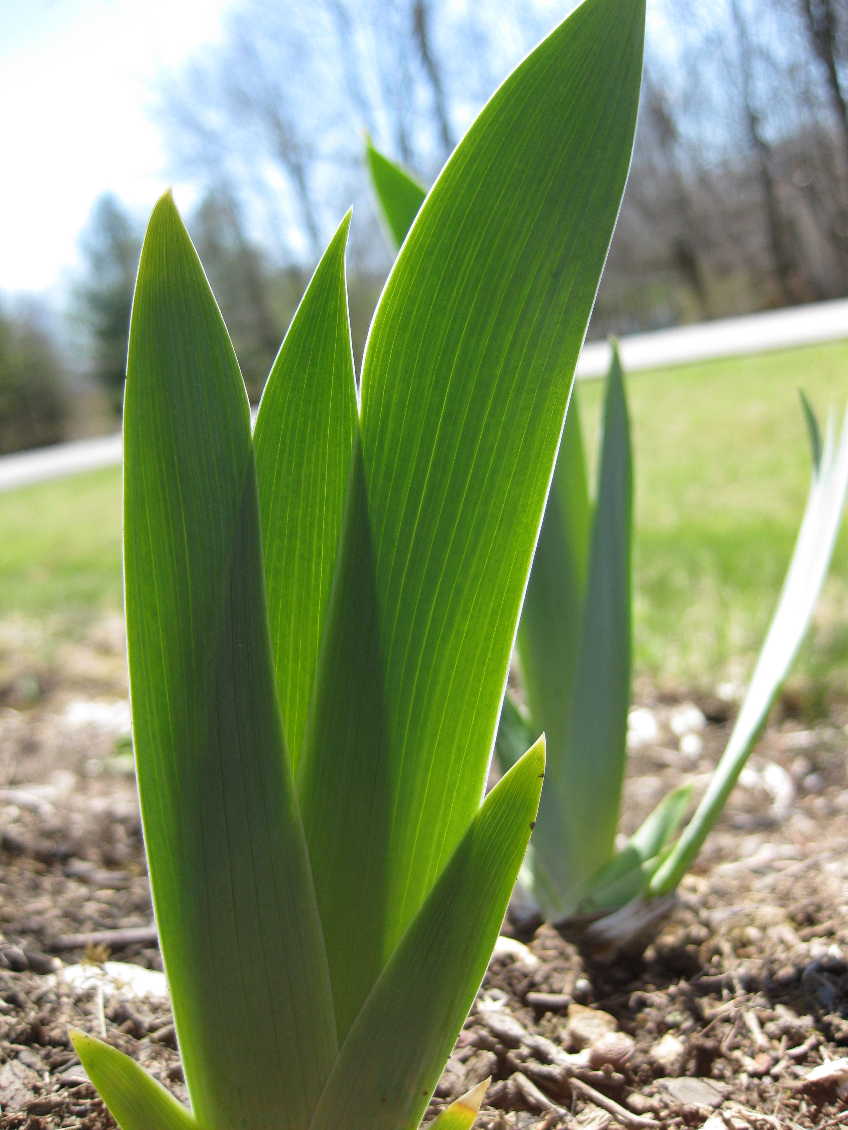 Wallpaper #0f480 Tulips Golden Varietie Stock Image Image of Grass 19338473