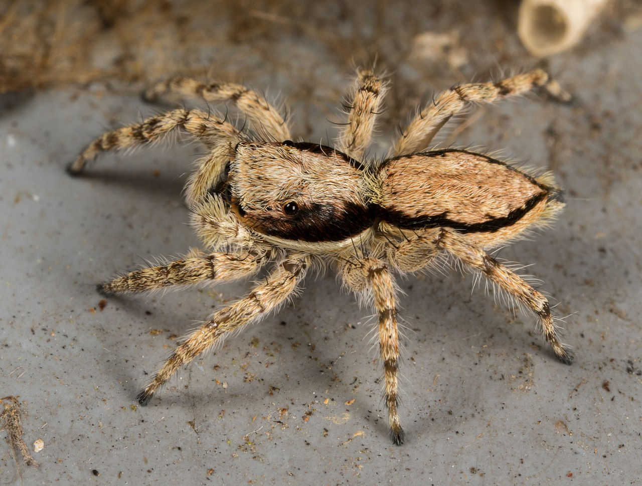 Wallpaper #VWcg6ZIBSpphPi3-e0A-283 60 Common Texas Spiders Pictures and Identification Guide
