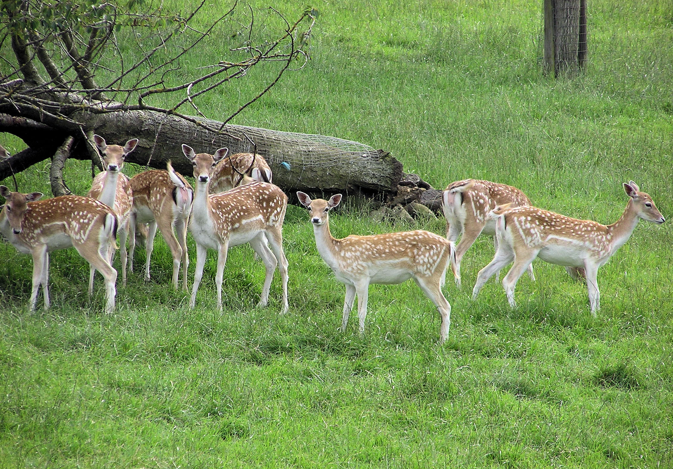 Wallpaper #FmiZE5MBSpphPi3-2gHs536 Filefallow Deer Arpjpg Wikimedia Commons
