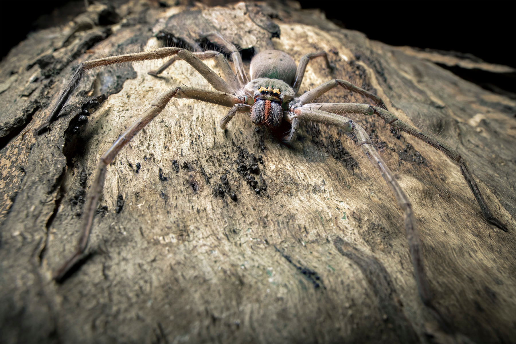 Wallpaper #9mdFCpMBSpphPi3-NNO0416 Prehistoric Giant Spiders